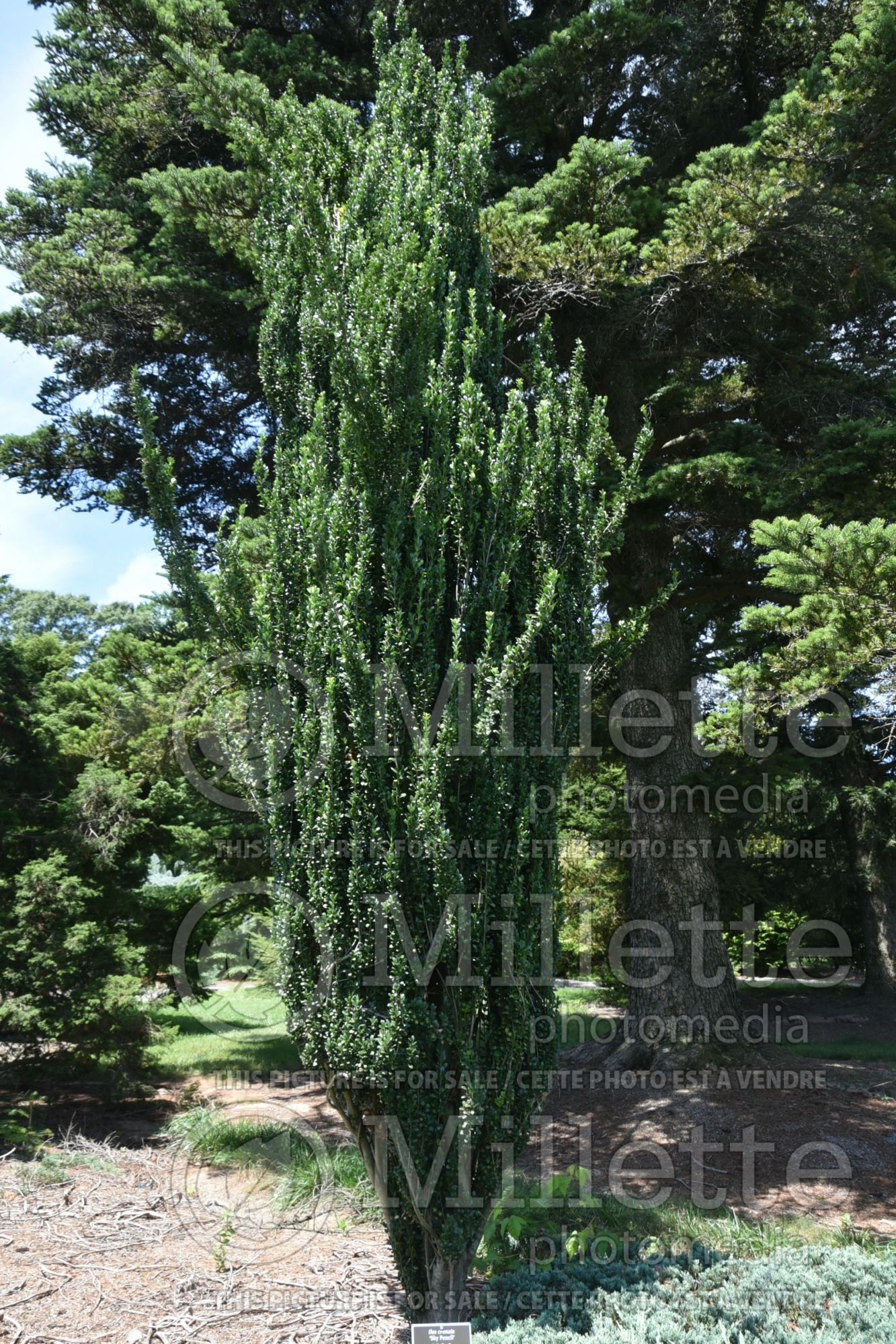 Ilex Sky Pencil (Holly Buxus) 11