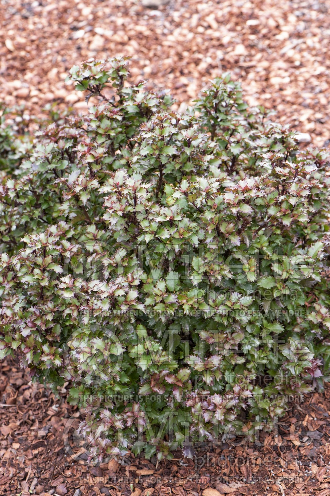 Ilex Mondo Little Rascal (Holly) 1