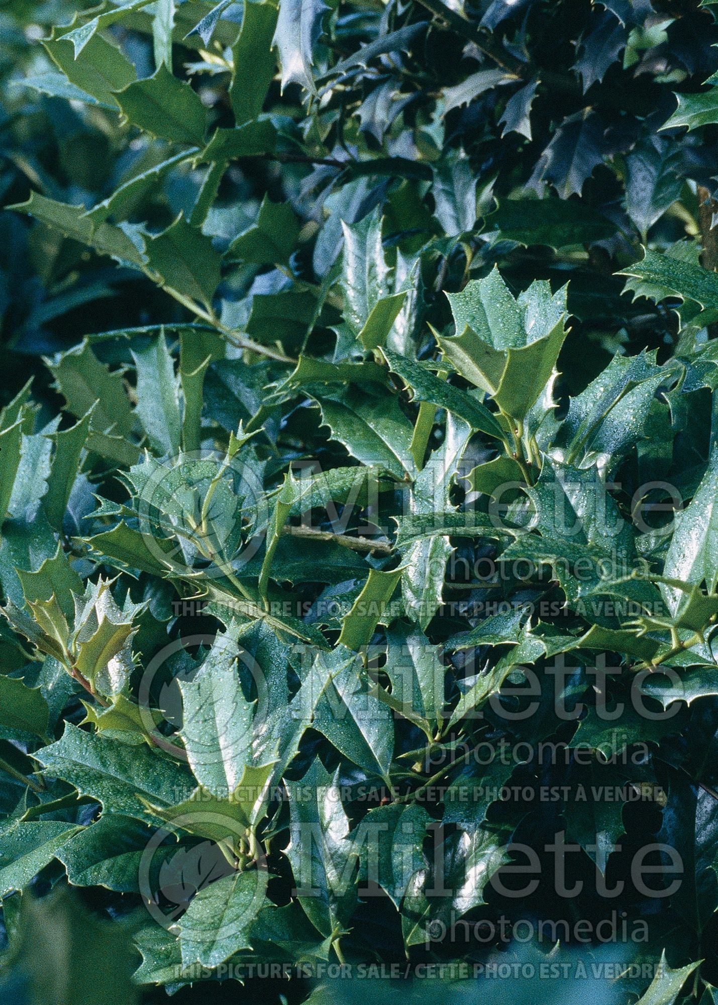Ilex Robin Red aka Conin (Boxwood Holly) 1