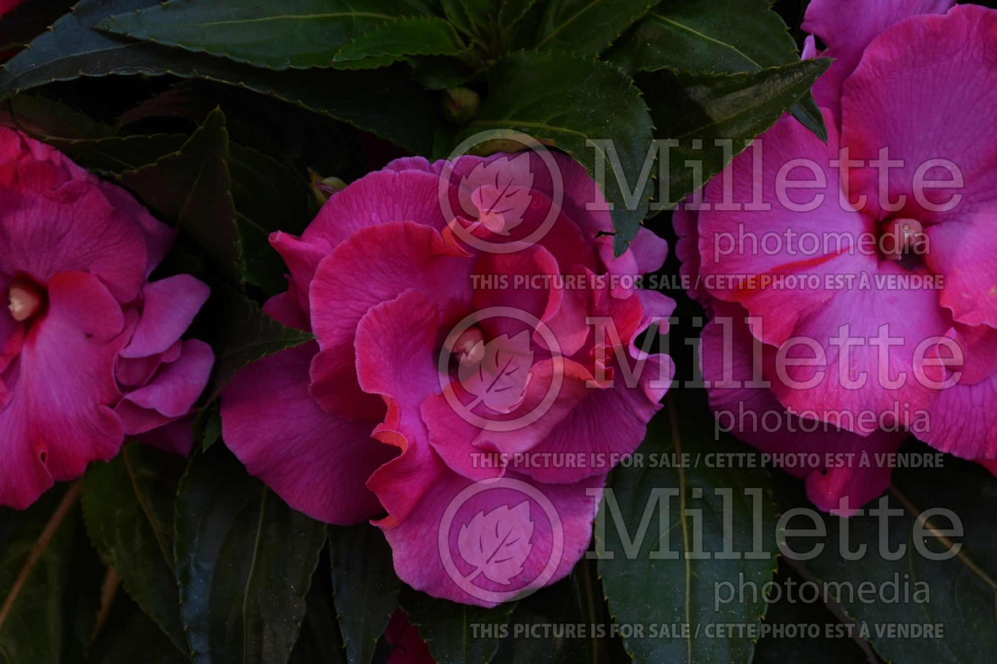 Impatiens Roller Coaster Hot Pink (New Guinea Impatiens) 2