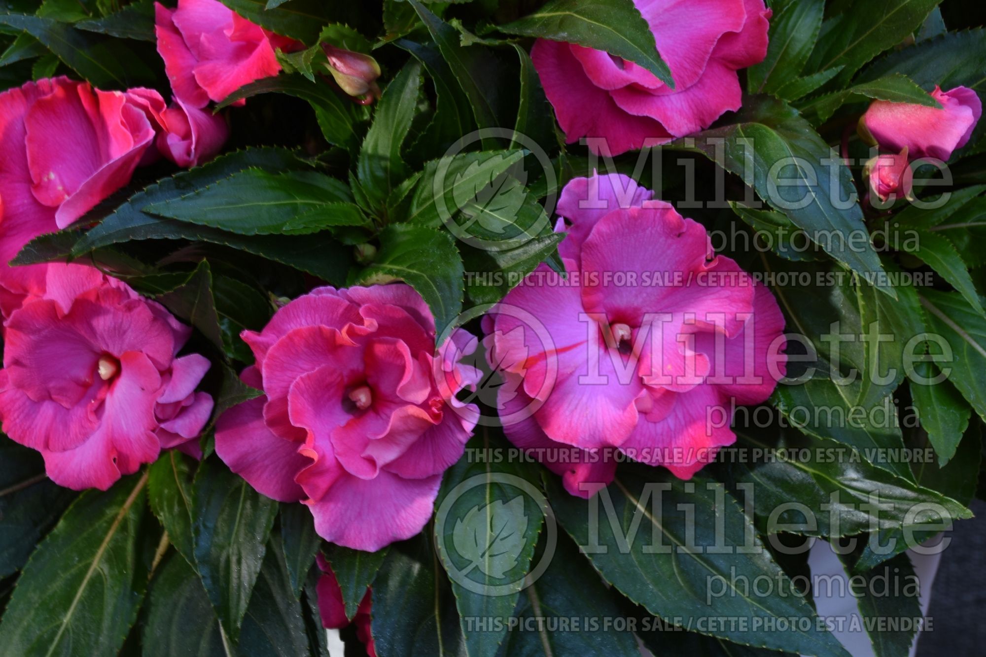 Impatiens Roller Coaster Hot Pink (New Guinea Impatiens) 3