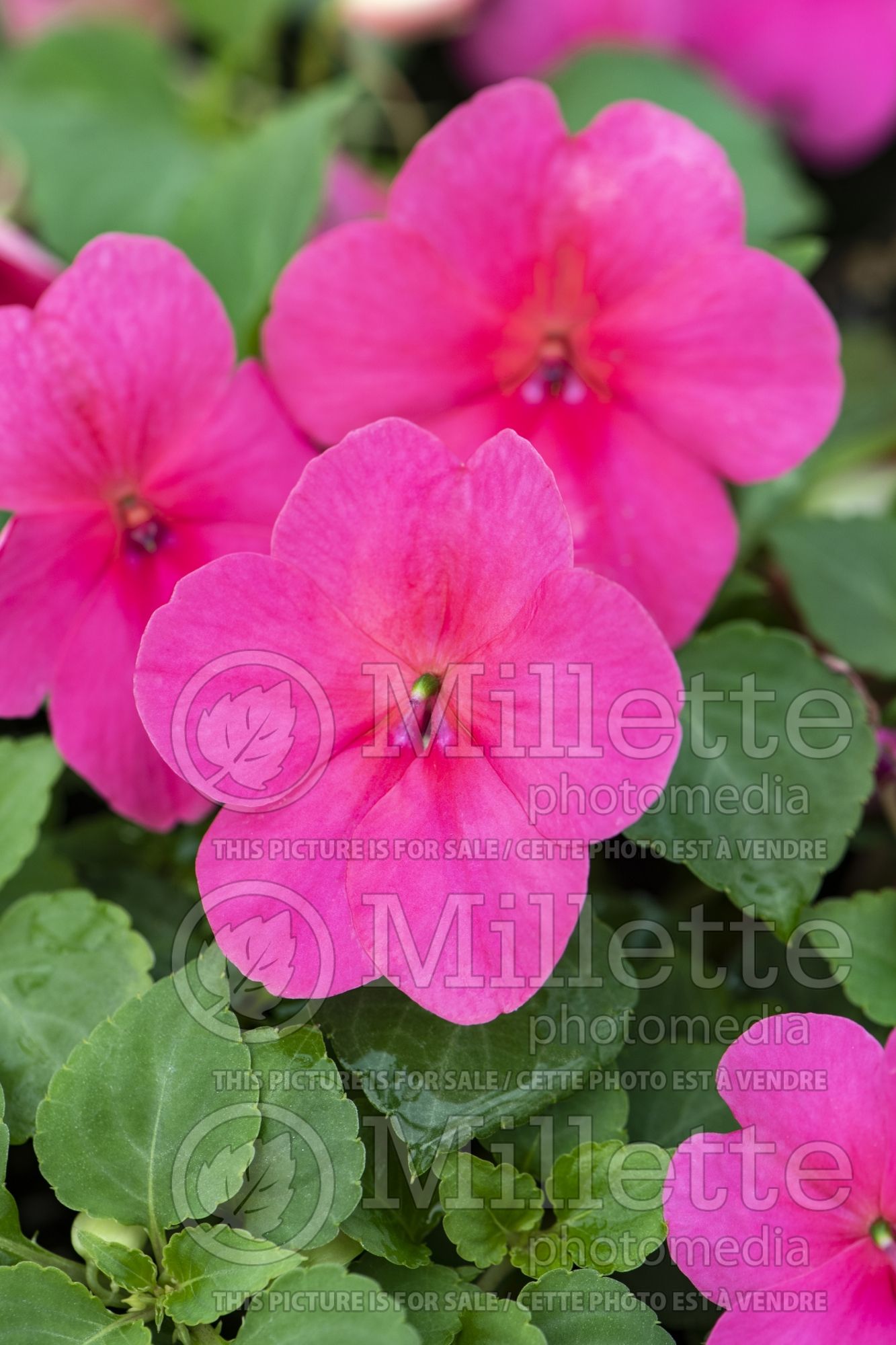 Impatiens Impreza Rose (New Guinea Impatiens) 1