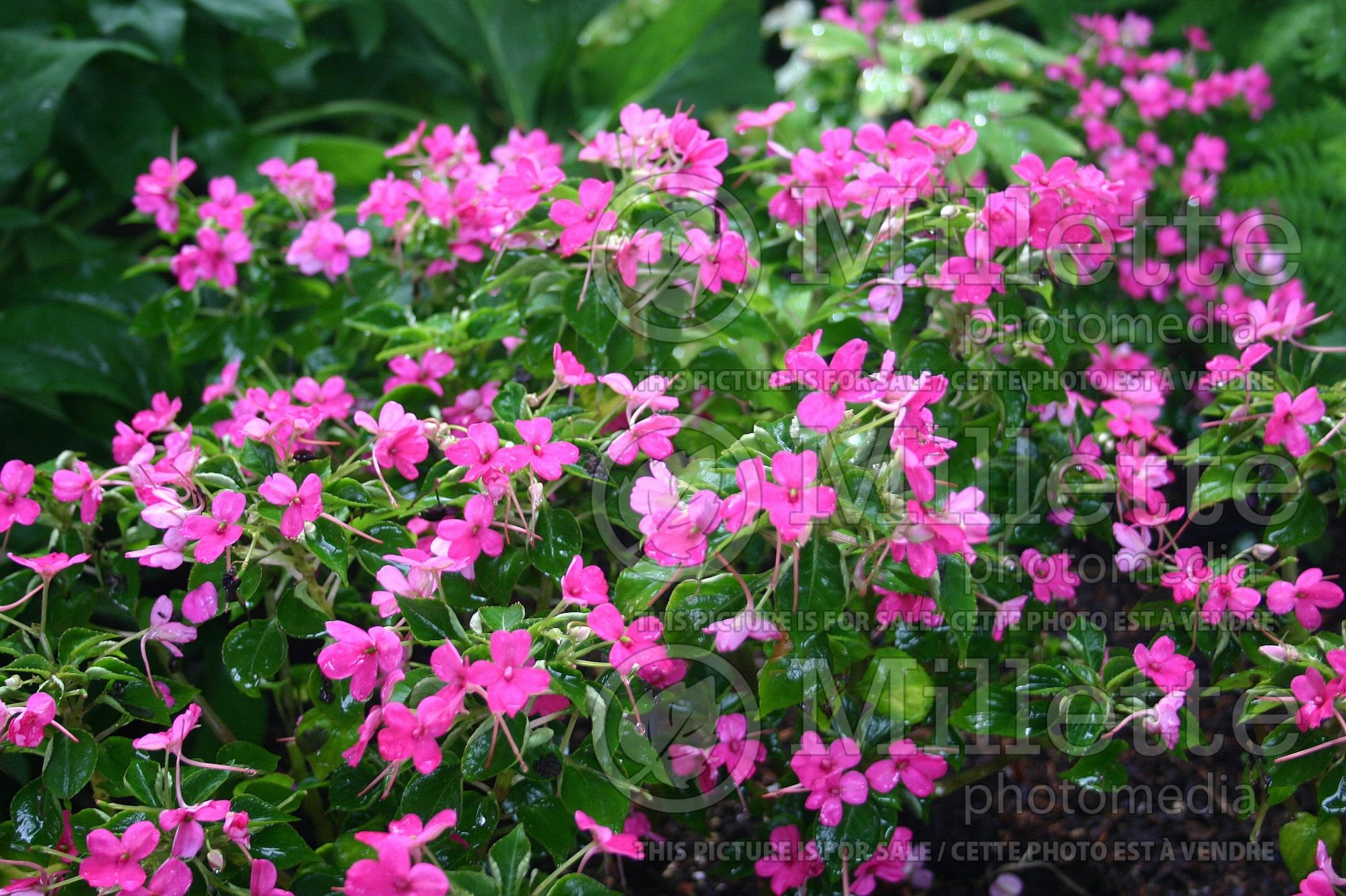 Impatiens Jelly Bean Rose (New Guinea Impatiens) 1