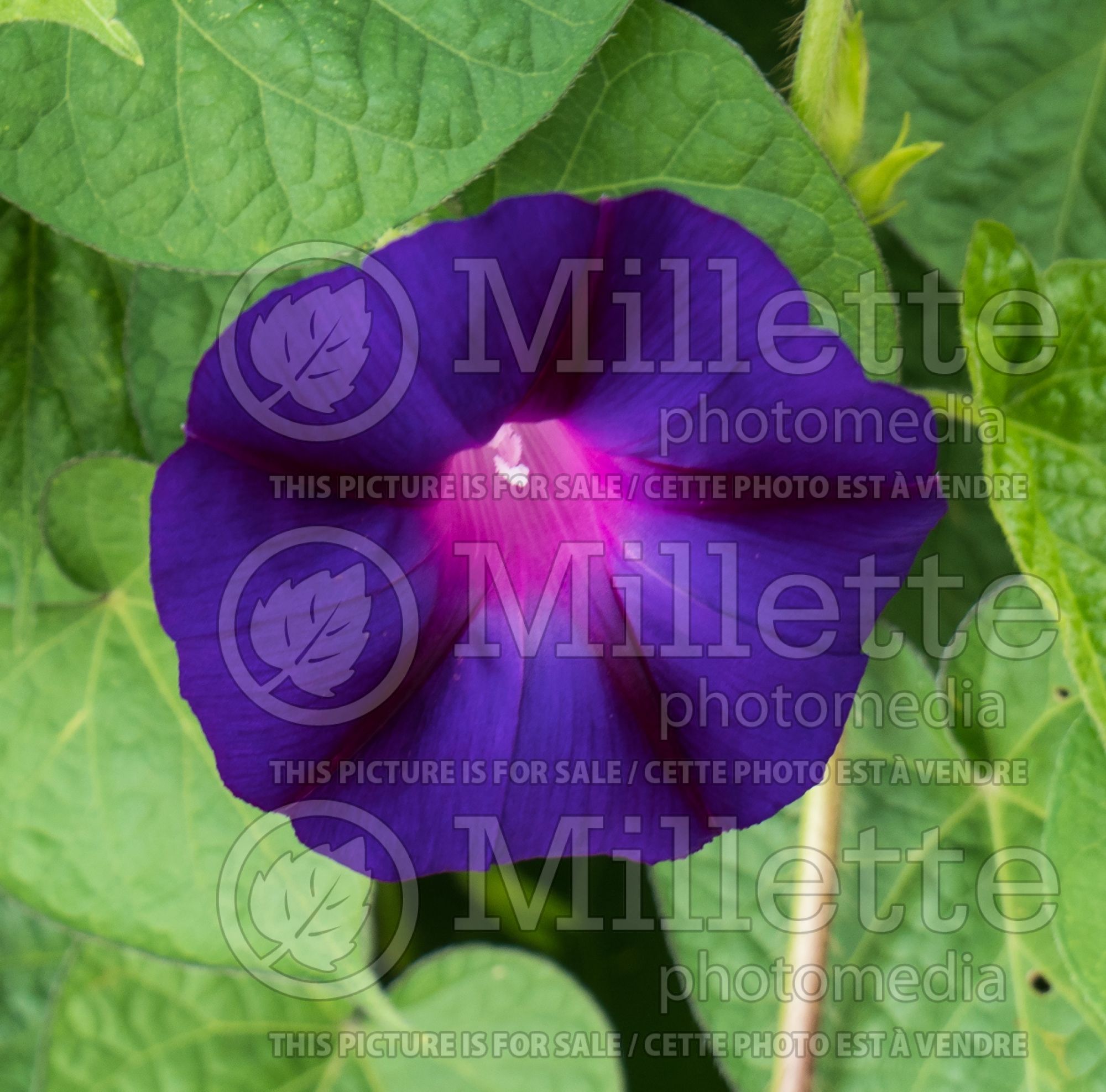 Ipomoea Grandpa Ott's (Morning glory) 1