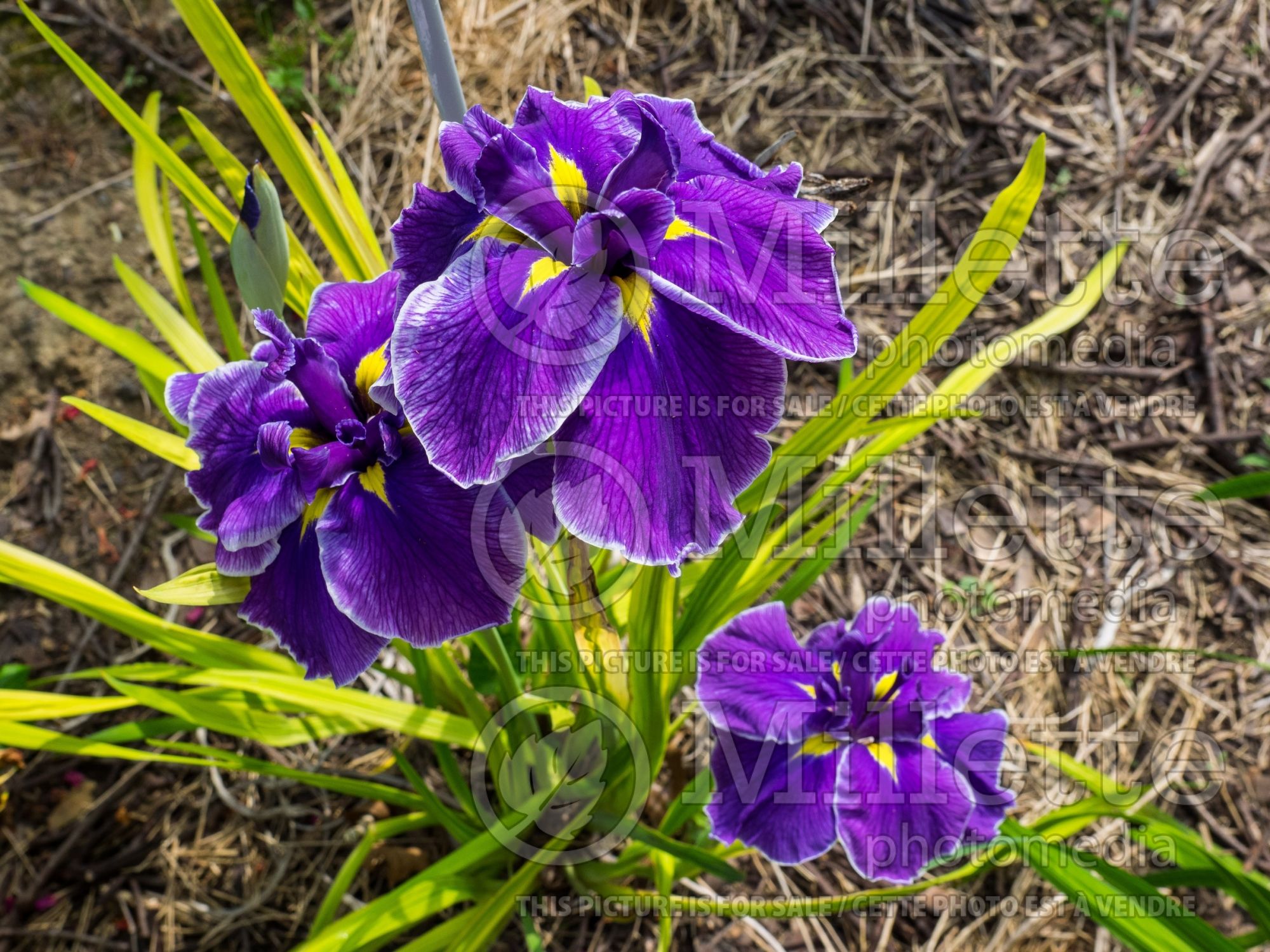Iris Crystal Halo (Japanese Flag, Russian Iris) 4