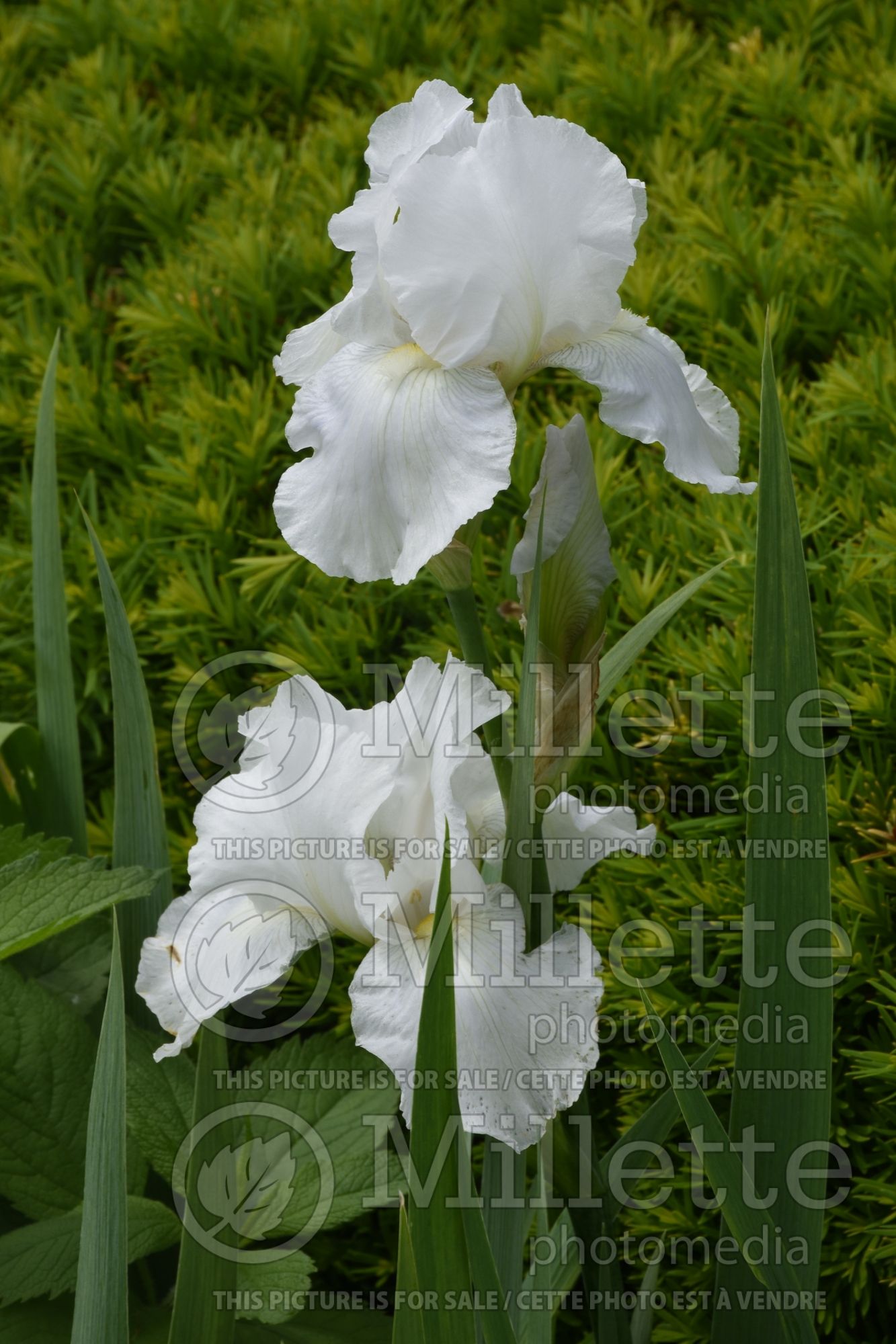 Iris Immortality (Iris germanica, Tall Bearded) 5