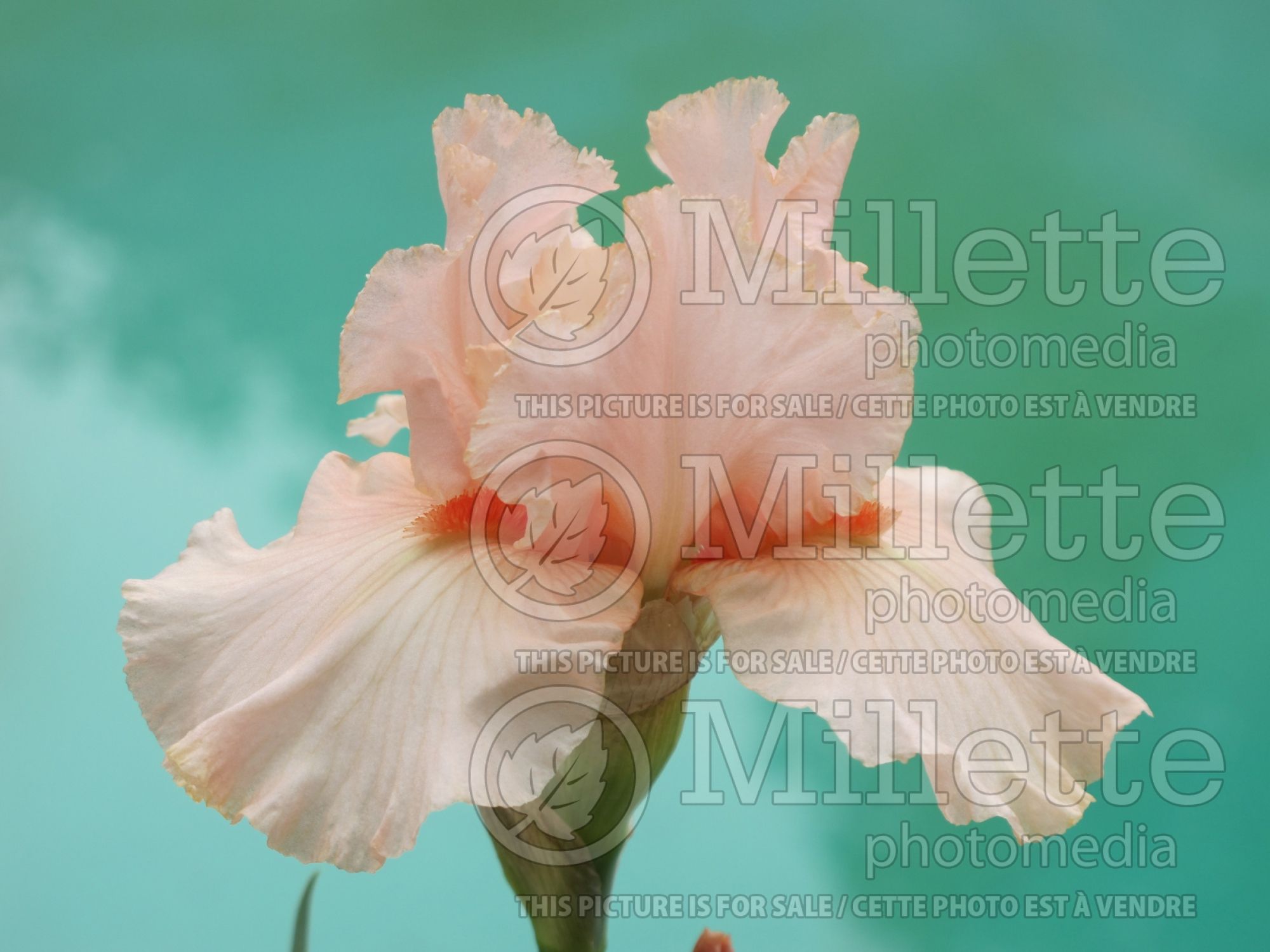 Iris October Splendor (Iris germanica, Border Bearded Iris) 1
