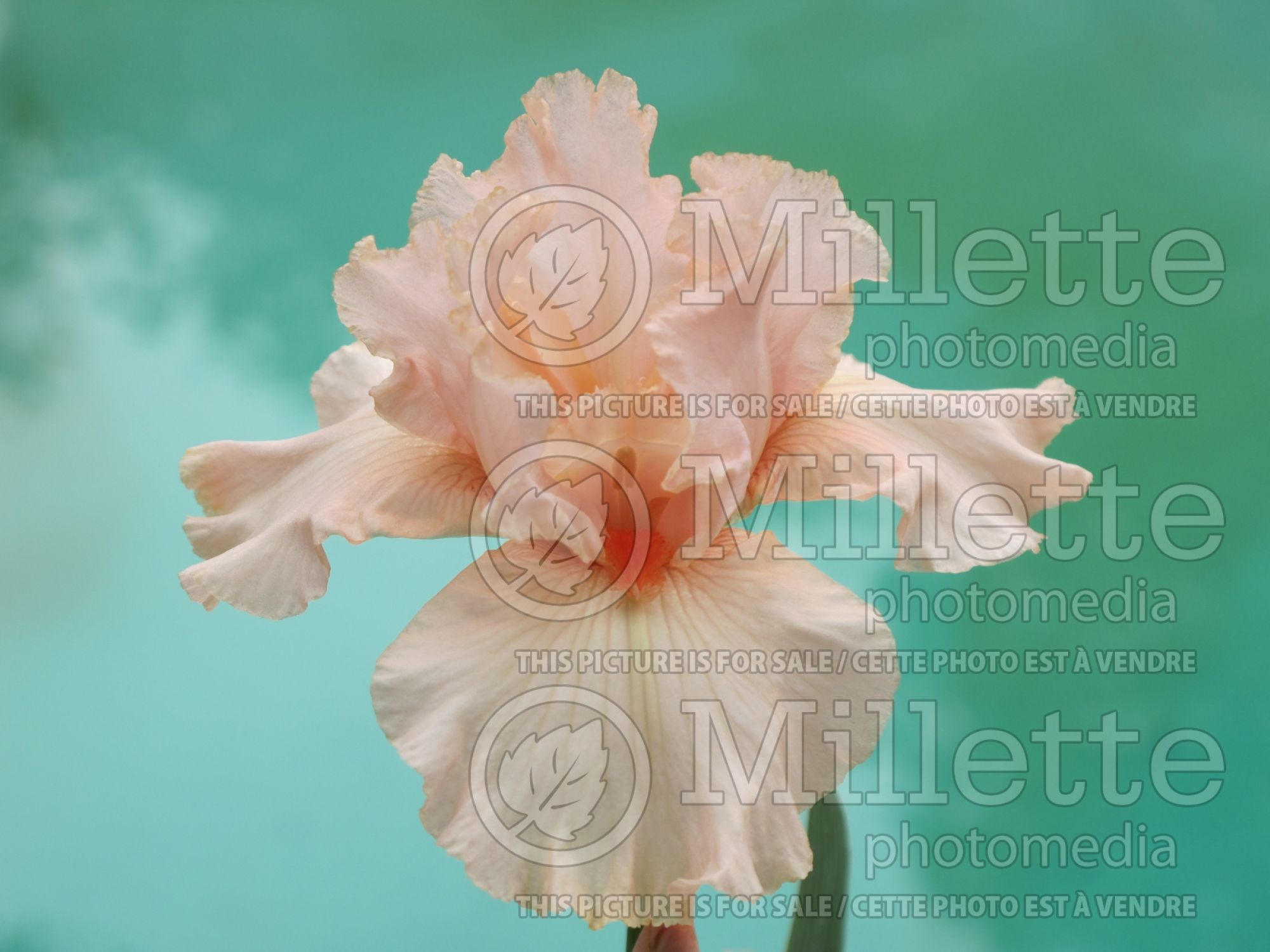 Iris October Splendor (Iris germanica, Border Bearded Iris) 2