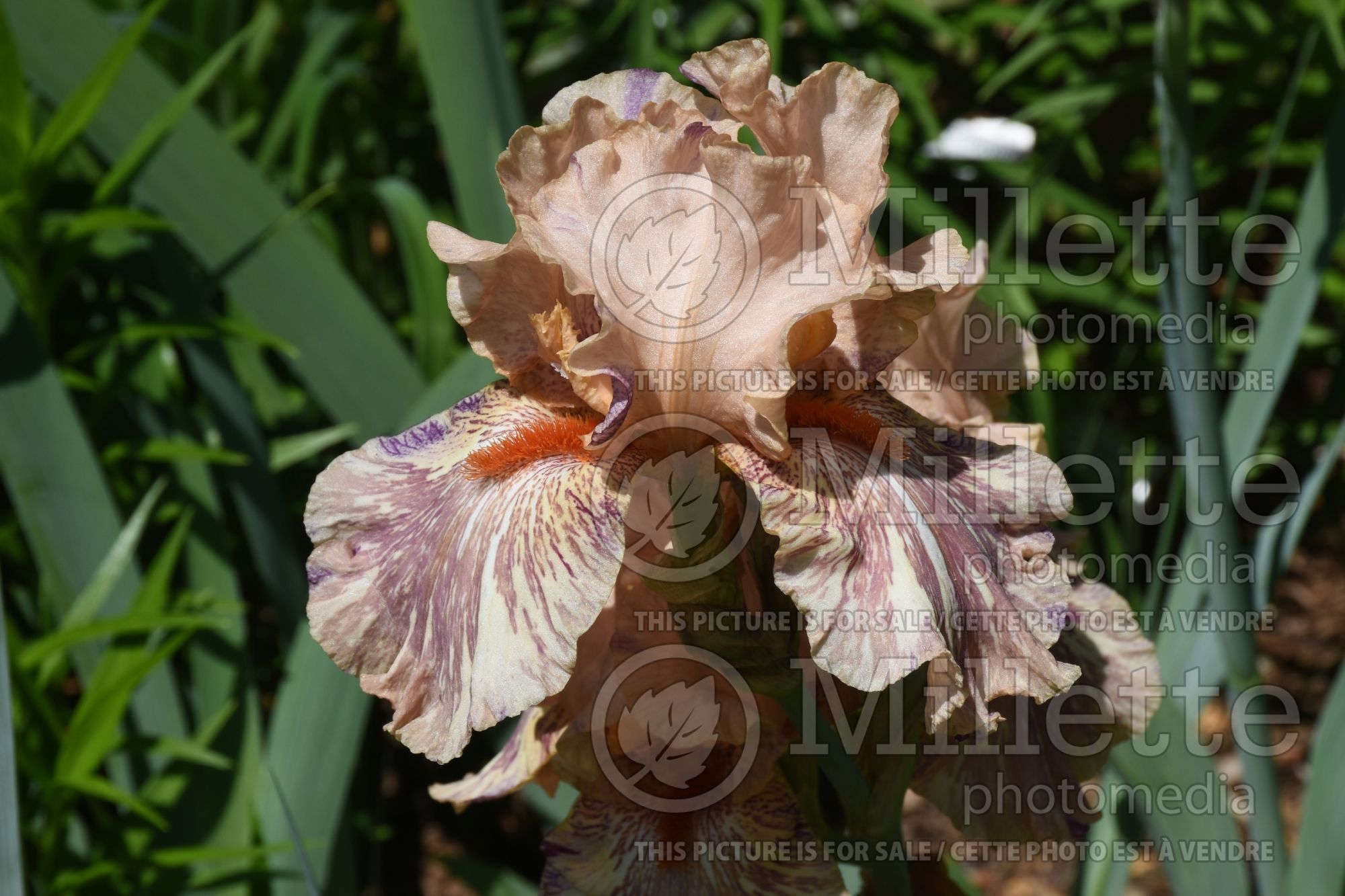 Iris King Tush (Tall bearded iris) 1