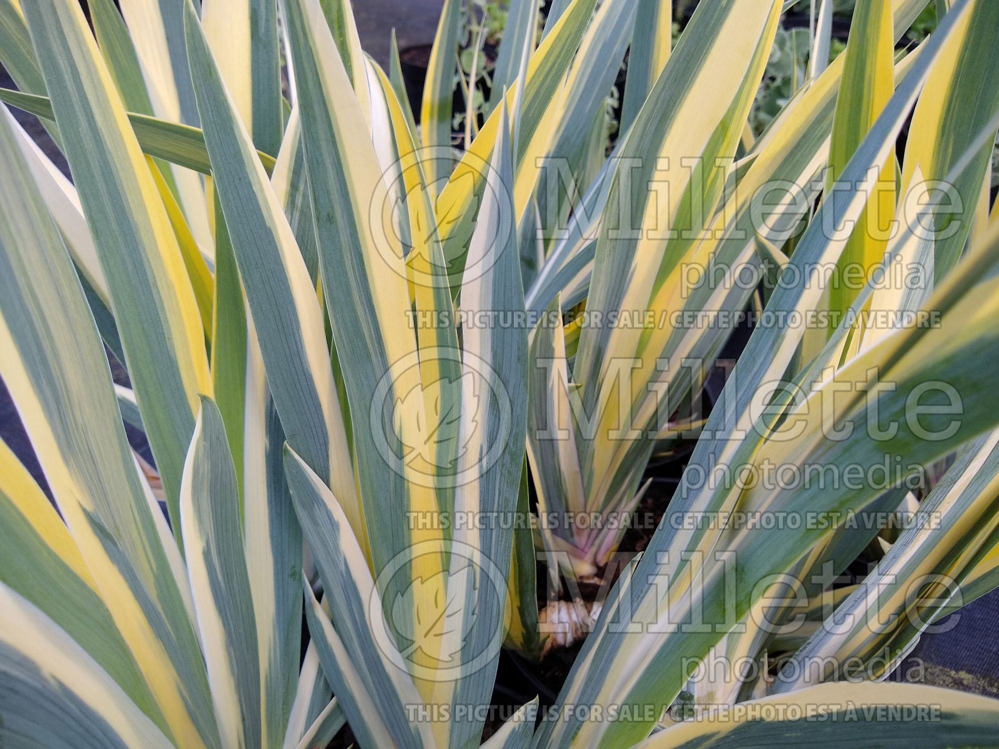 Iris Aurea Variegata (Gold Variegated Sweet Iris) 1