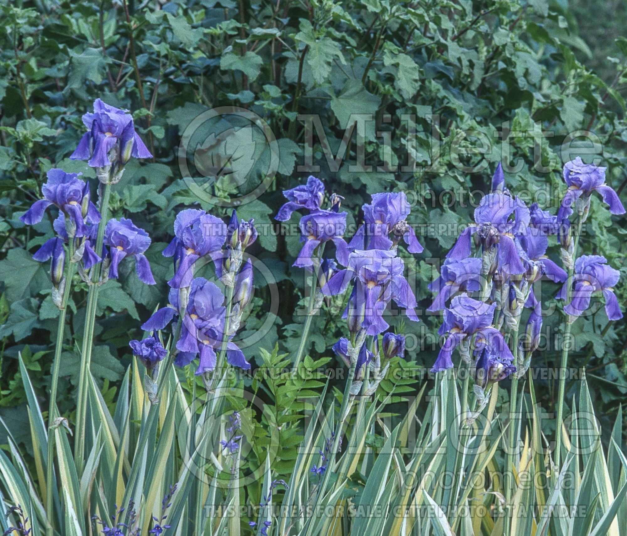 Iris Variegata (Iris) 6