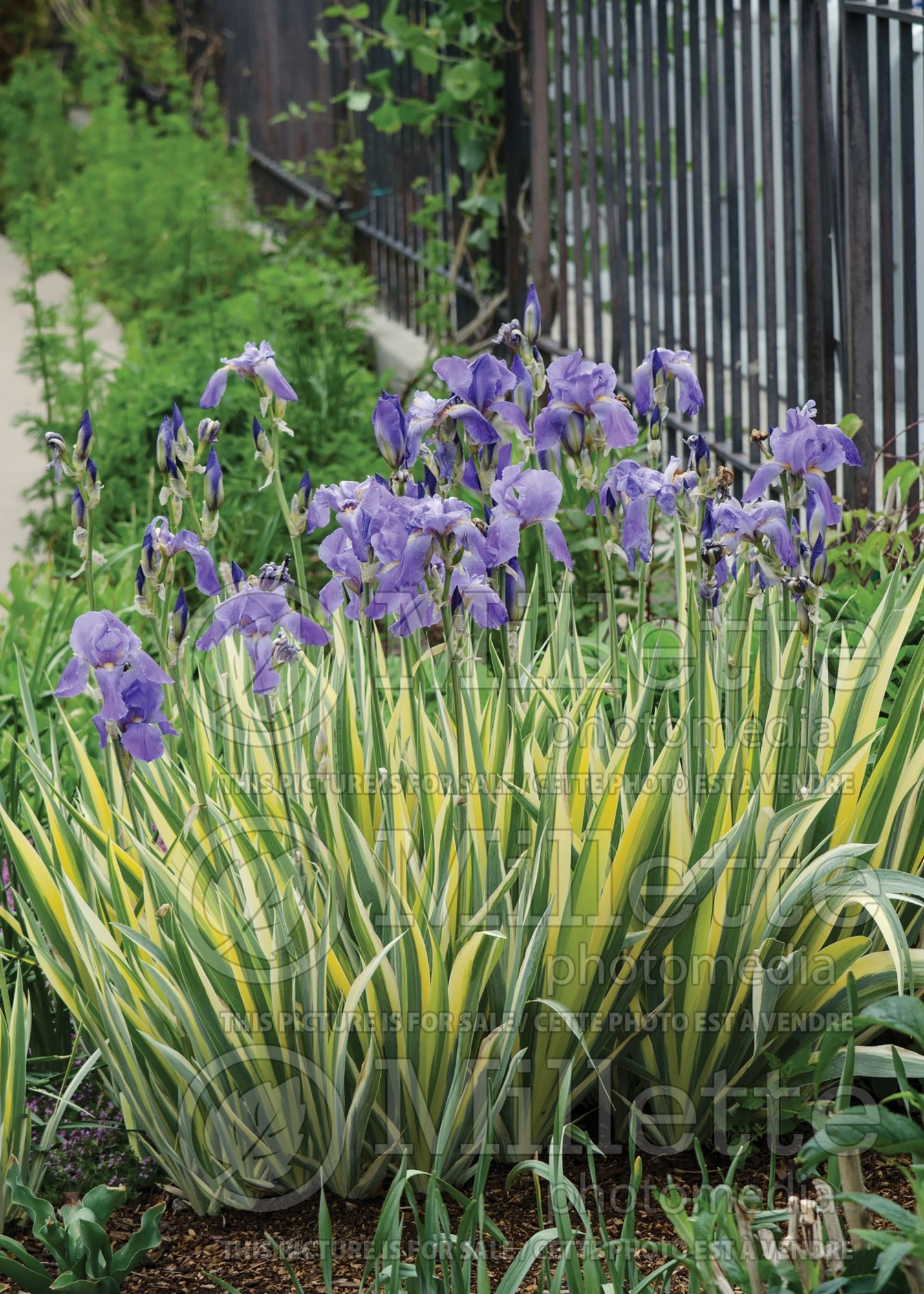 Iris Variegata (Iris) 7