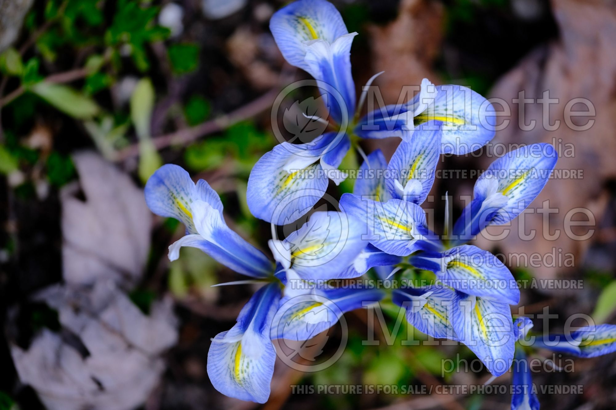 Iris Sea Breeze (Iris) 1