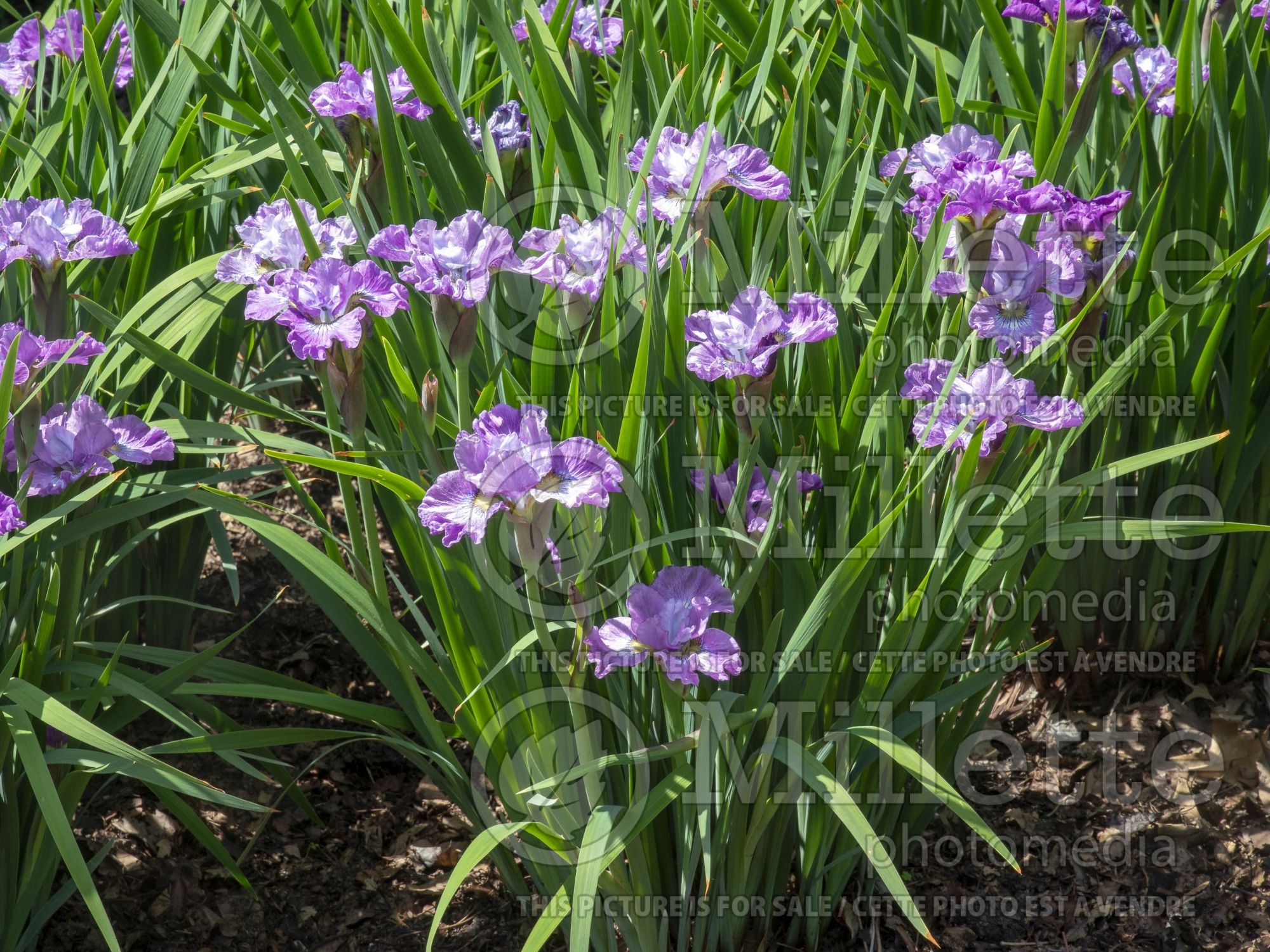 Iris Strawberry Fair (Iris Siberian) 1