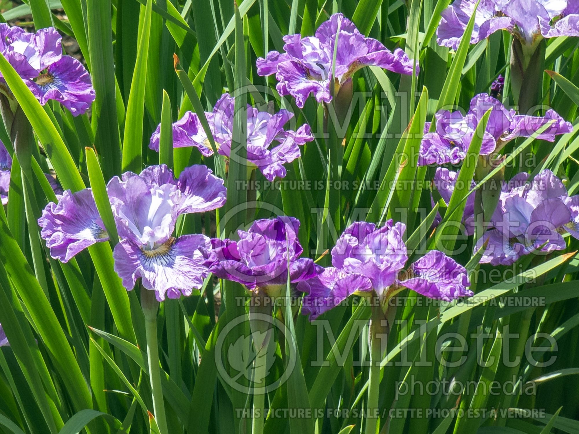 Iris Strawberry Fair (Iris Siberian) 2