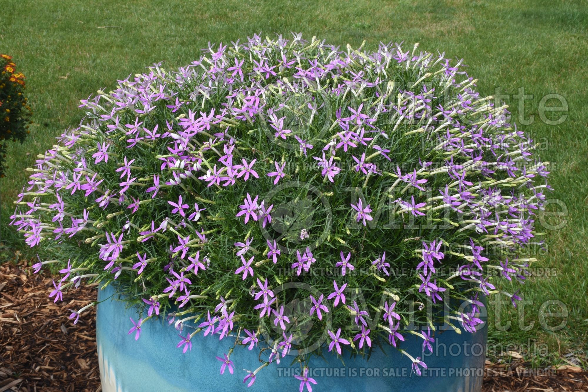 Isotoma Patti’s Pink (Star flower Laurentia) 1