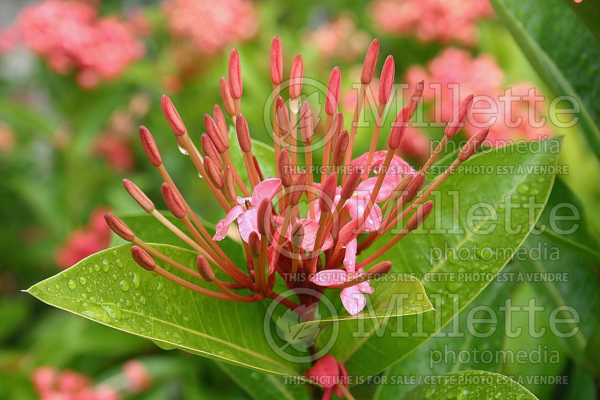 Ixora Nora Grant (Ixora) 1