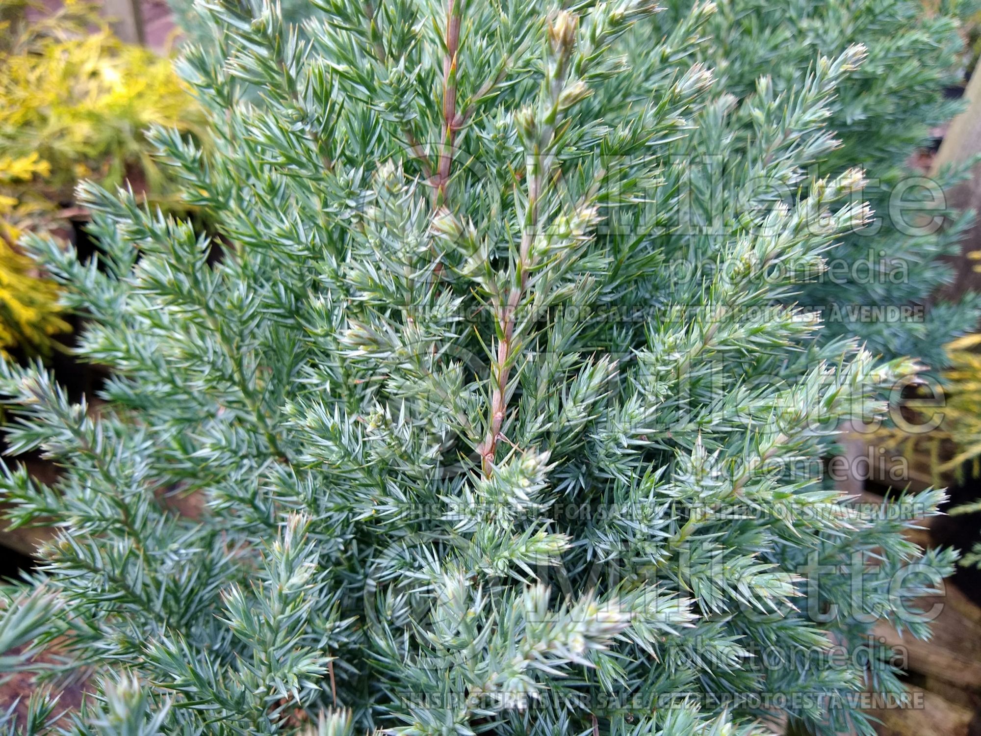 Juniperus Pyramidalis (Juniper conifer) 1
