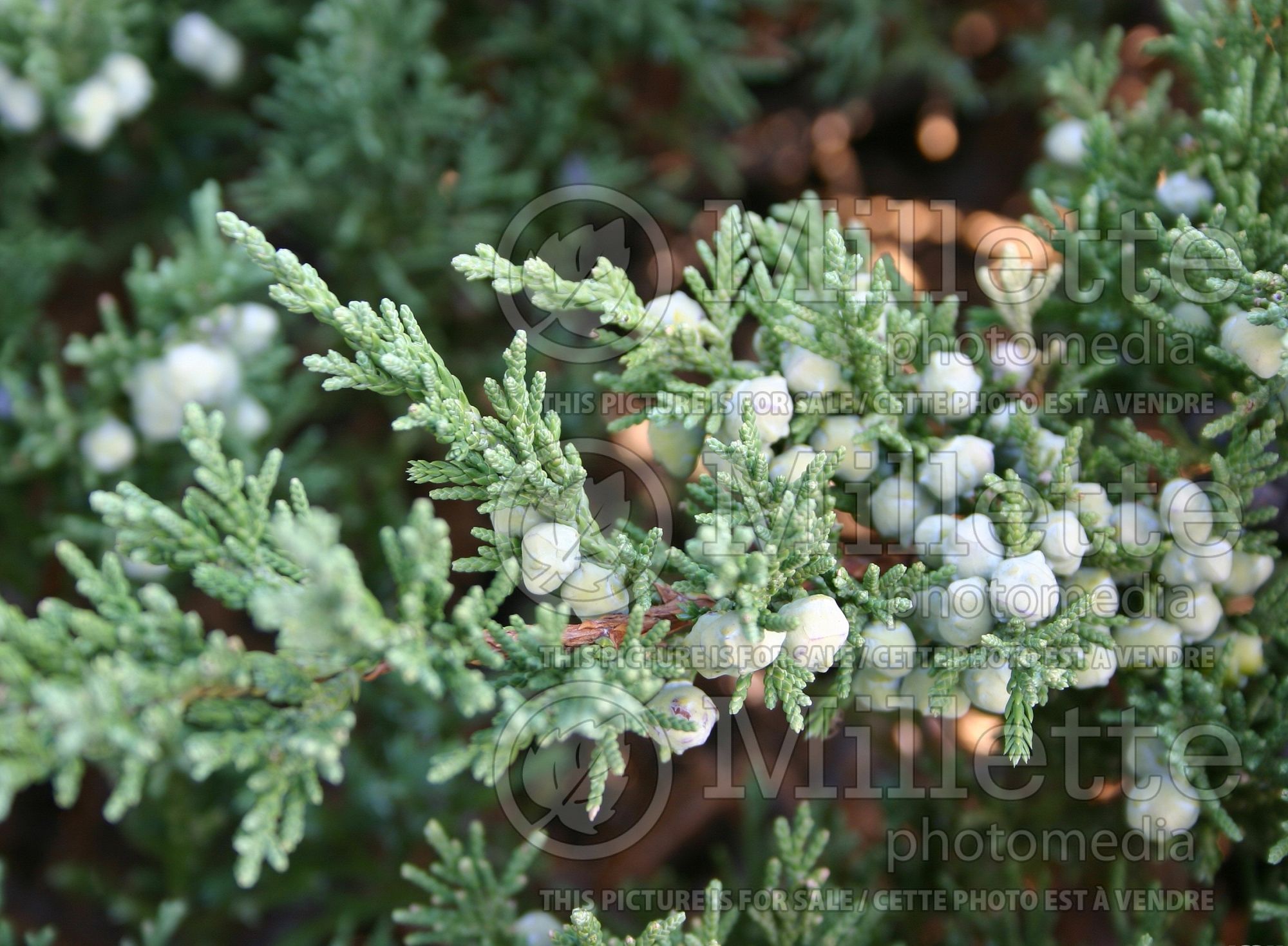 Juniperus Viridis (Juniper conifer) 3