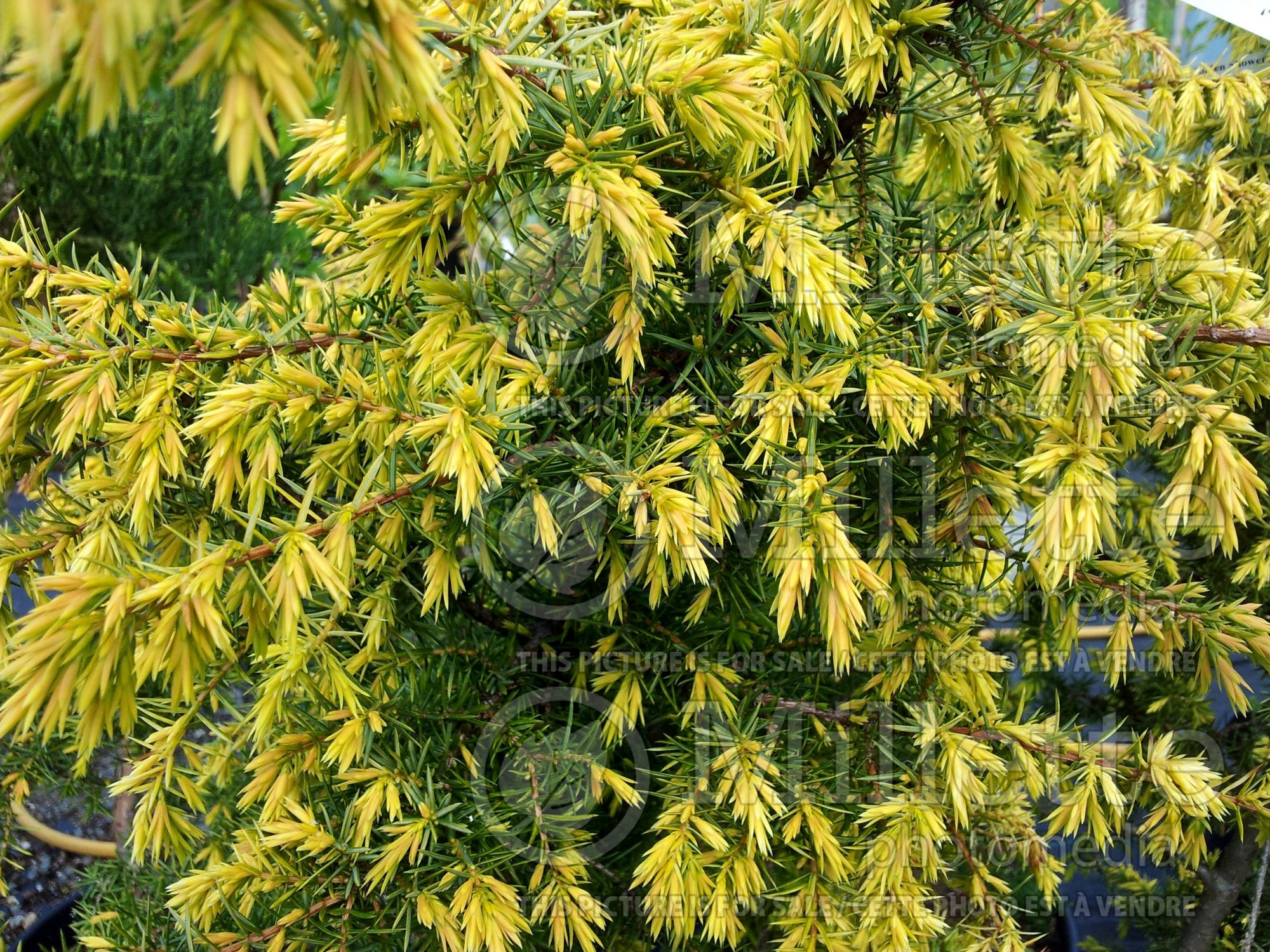 Juniperus Golden Showers (Chinese Juniper conifer) 1