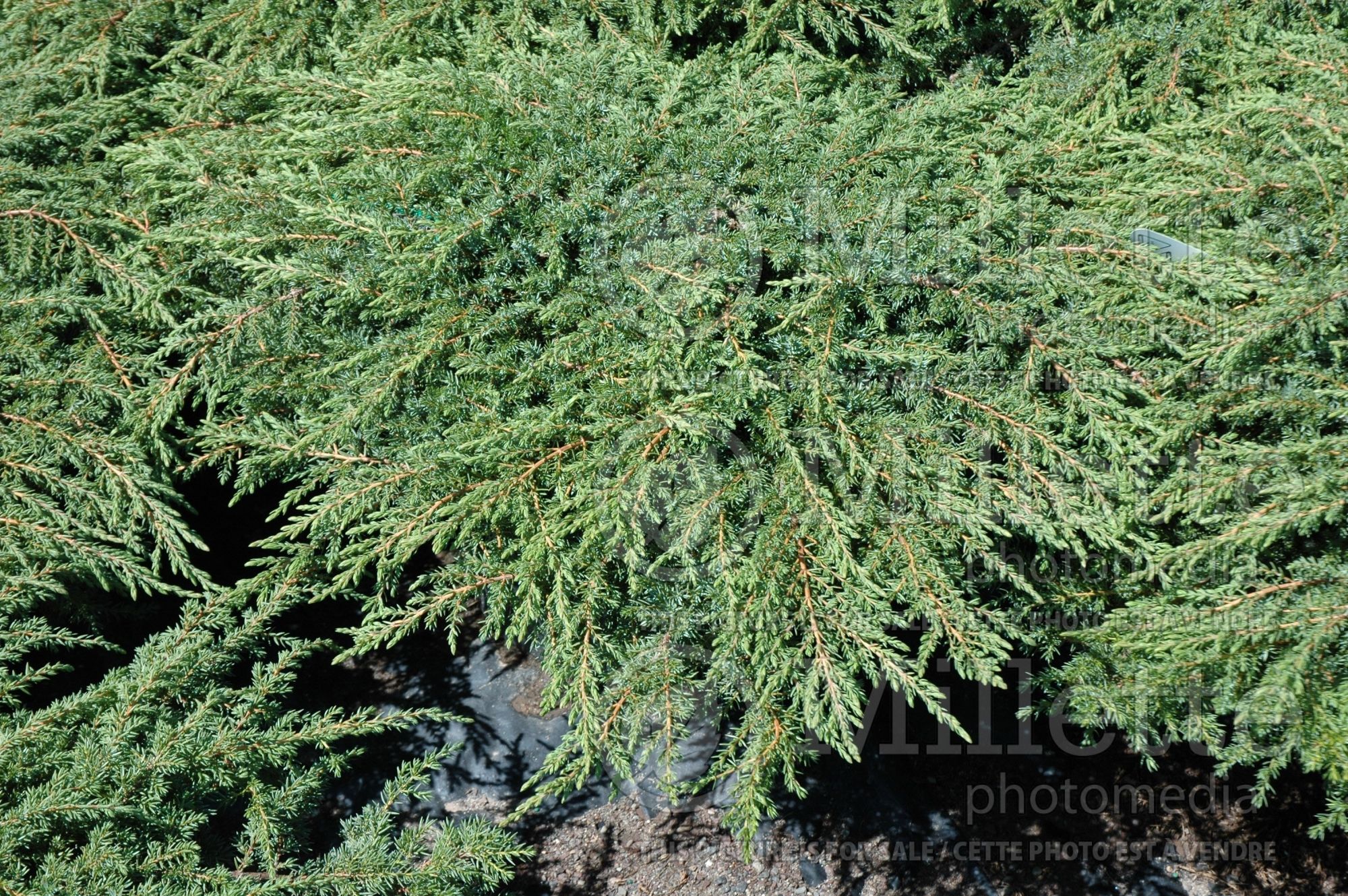 Juniperus Green Carpet (Juniper conifer) 6