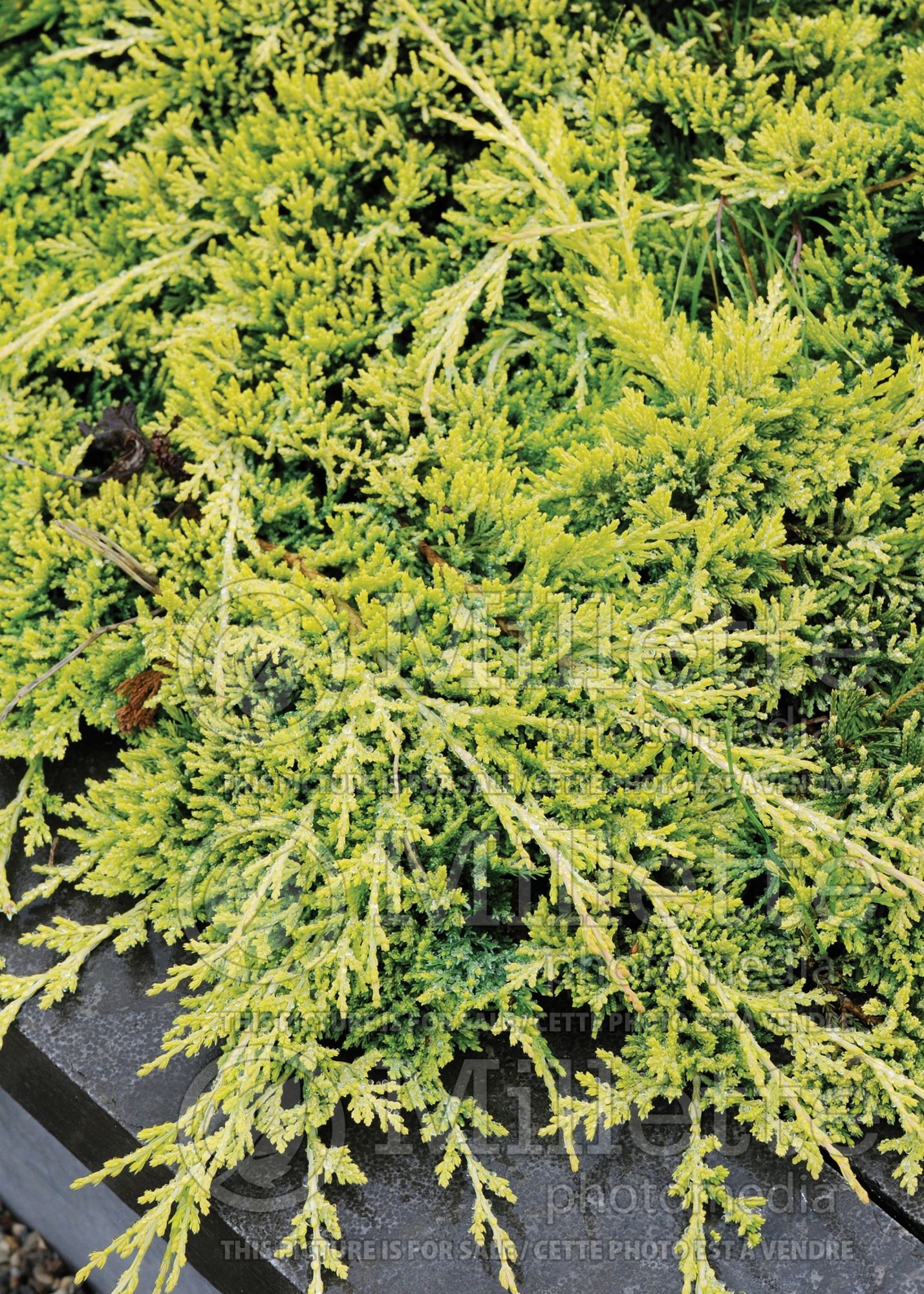 Juniperus Golden Carpet (Creeping juniper conifer) 3