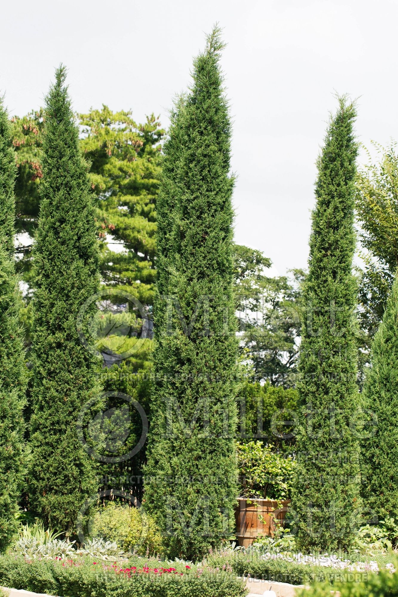 Juniperus Taylor (Juniper conifer) 7