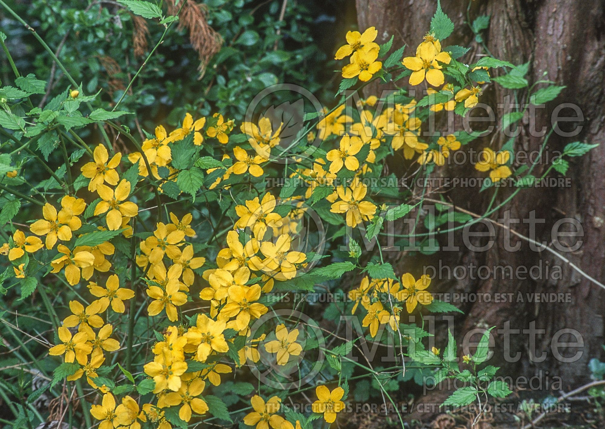 Kerria japonica (Japanese Rose) 1