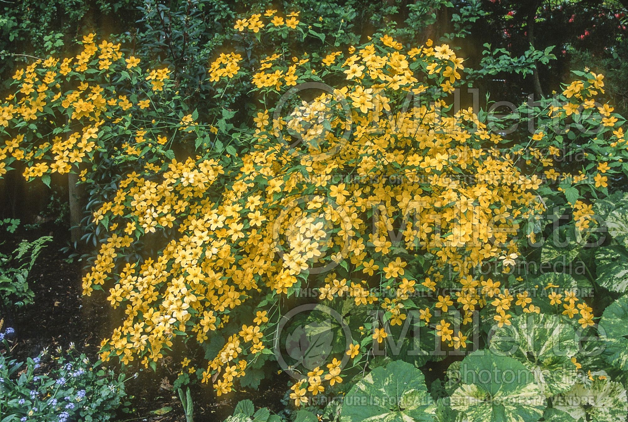 Kerria japonica (Japanese Rose) 2