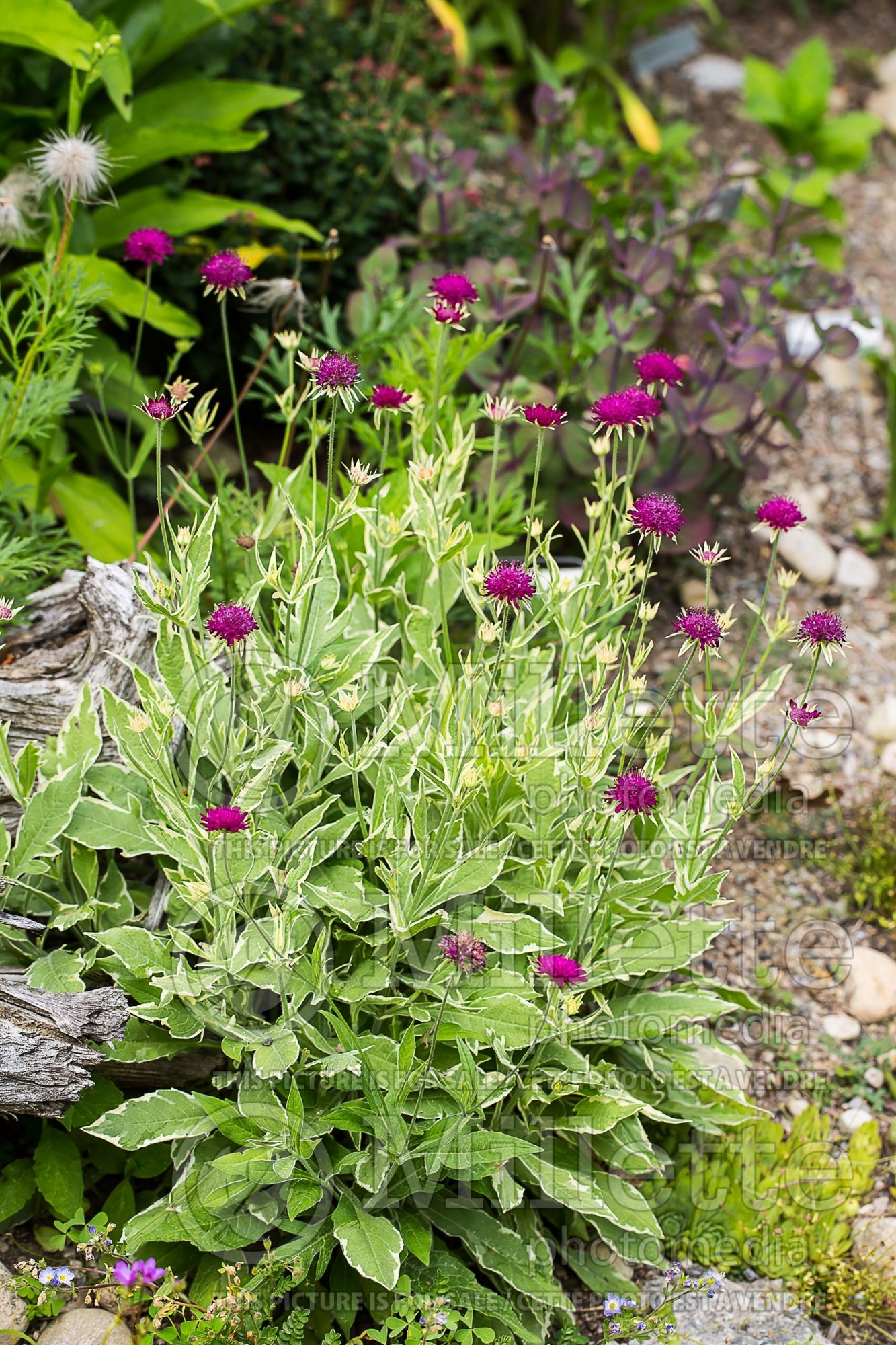 Knautia Thunder and Lightning (Field Scabiosa) 4