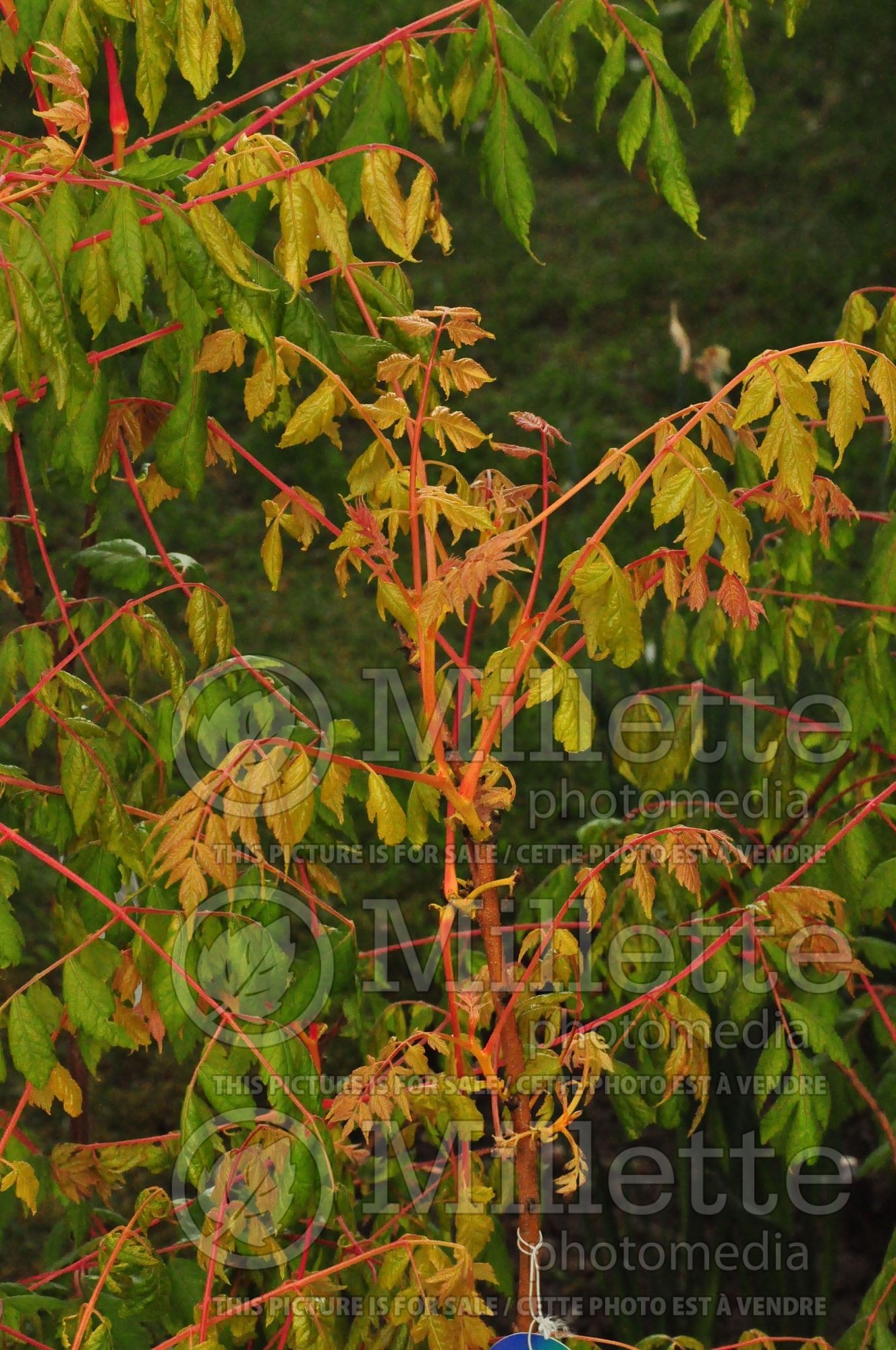 Koelreuteria Coral Sun (golden rain tree, soap tree) 2