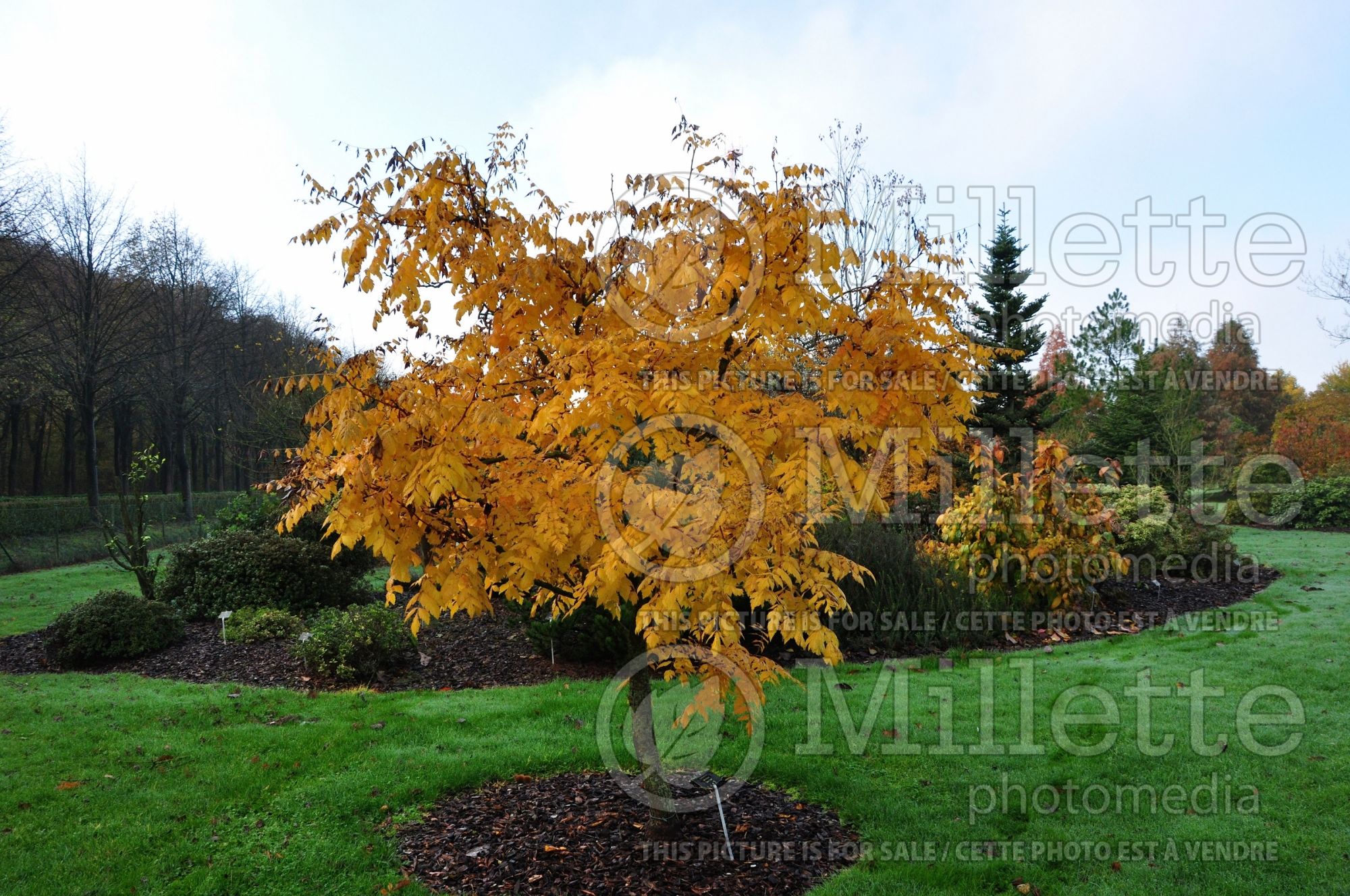 Koelreuteria Coral Sun (golden rain tree, soap tree) 1