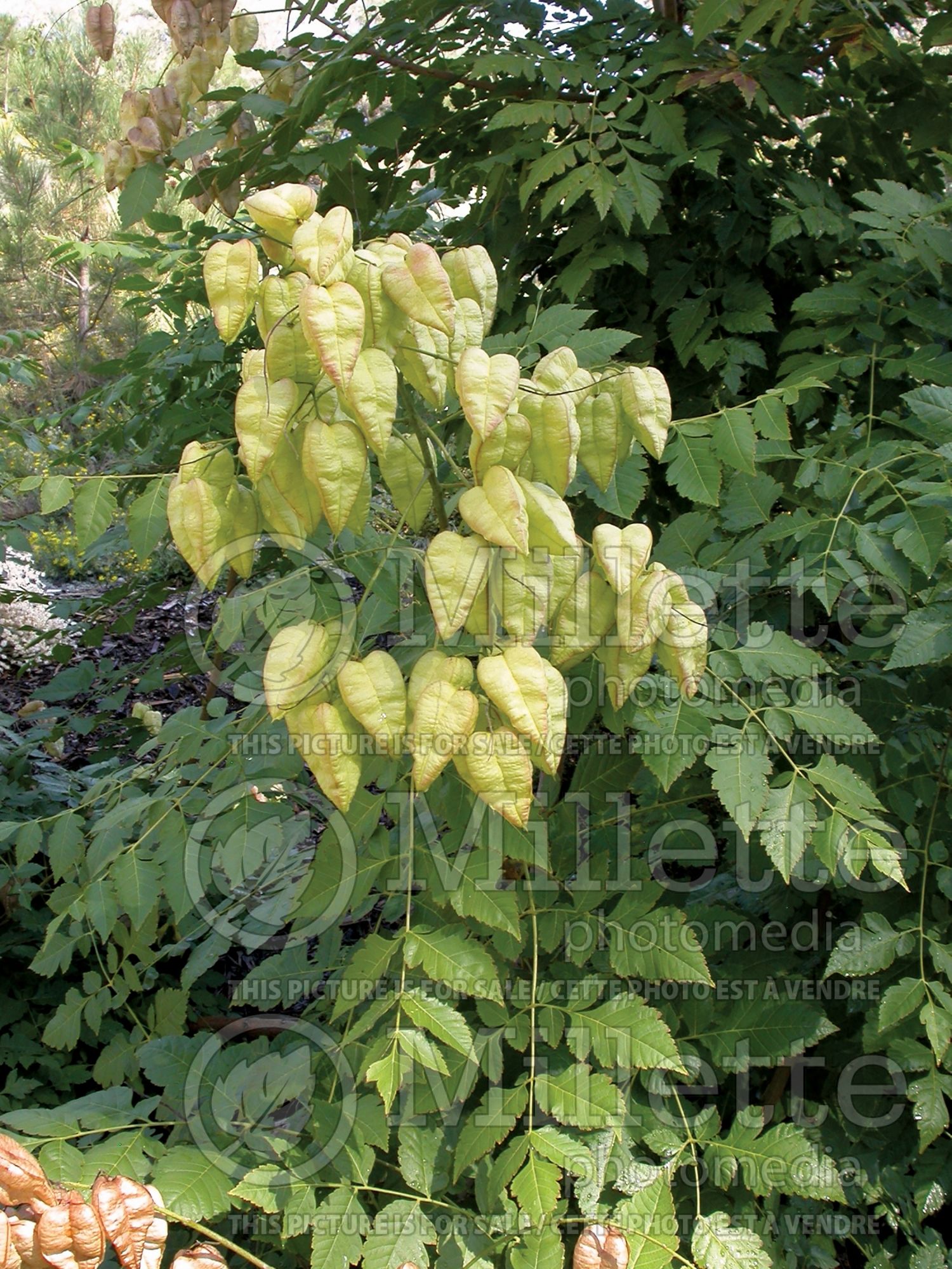 Koelreuteria paniculata (Golden rain tree) 10