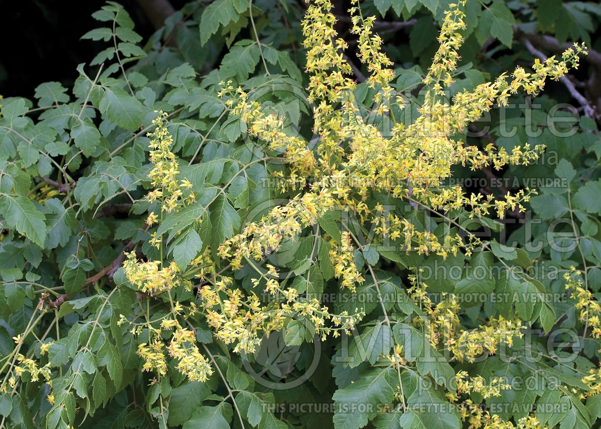 Koelreuteria paniculata (Golden rain tree) 9