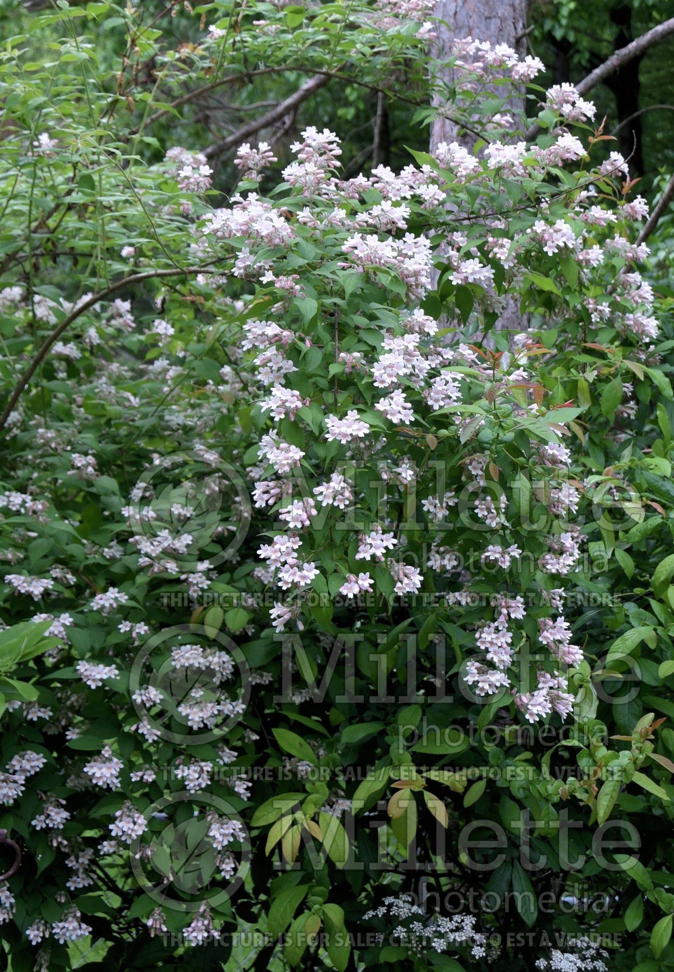 Kolkwitzia Pink Cloud (beautybush) 1