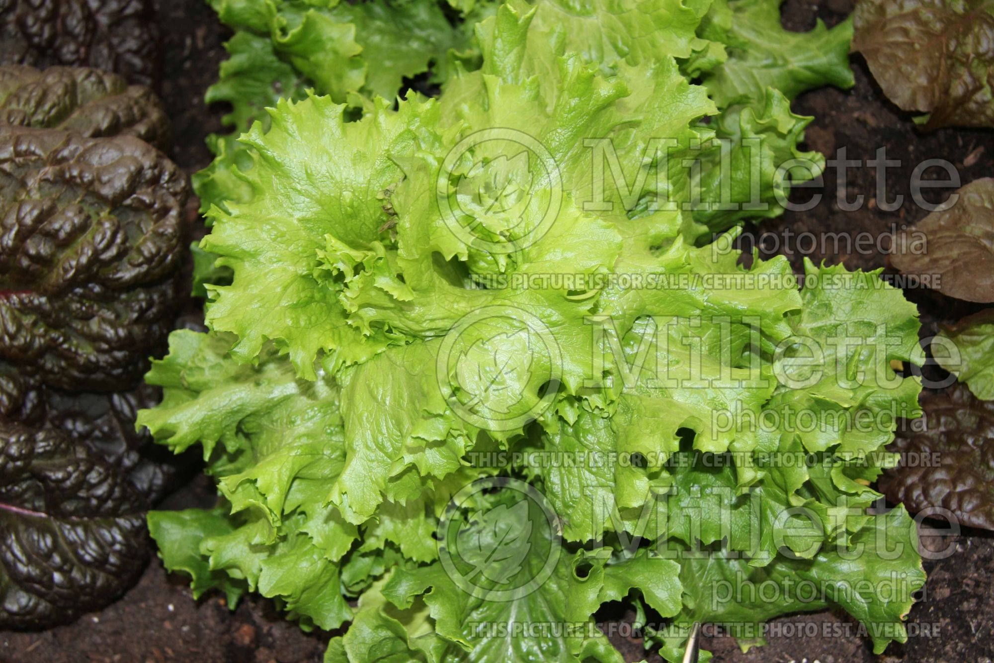 Lactuca Lettony (Lettuce vegetable) 1