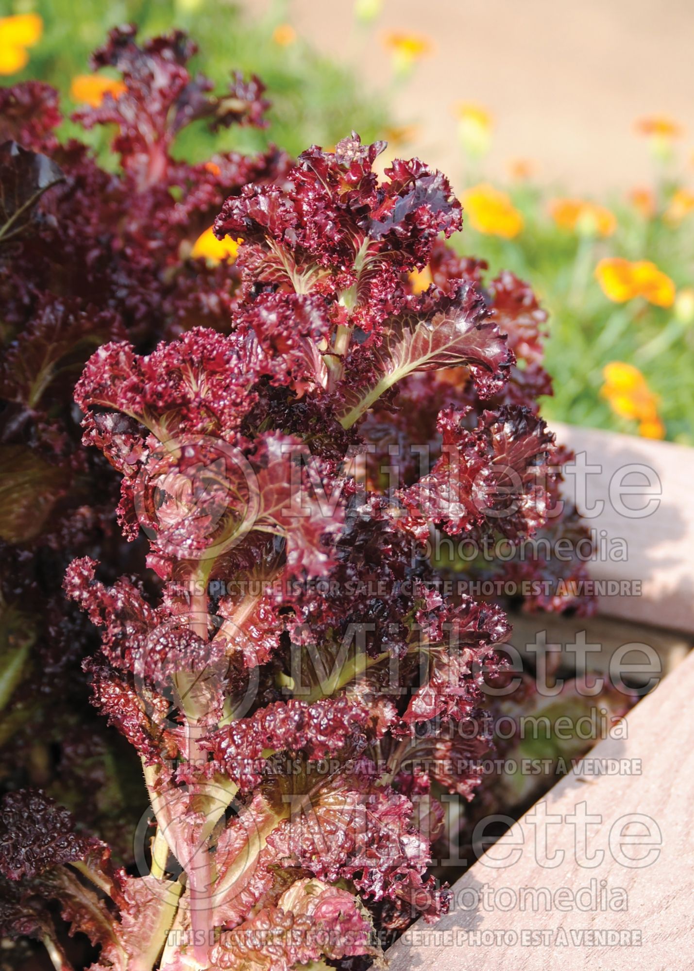 Lactuca Lollo Rossa (Italian lettuce vegetable) 1