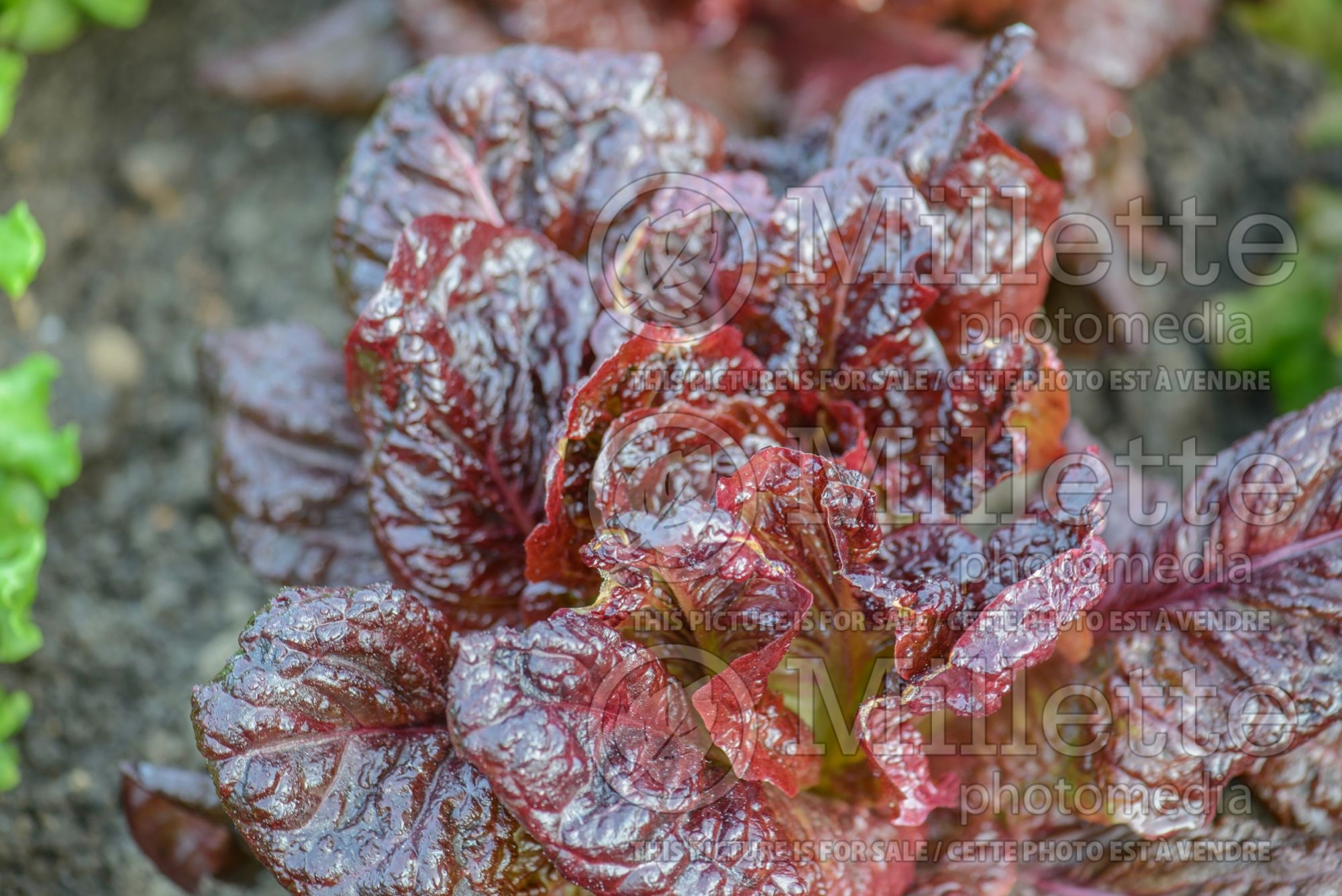 Lactuca Nymans (Italian lettuce vegetable) 1