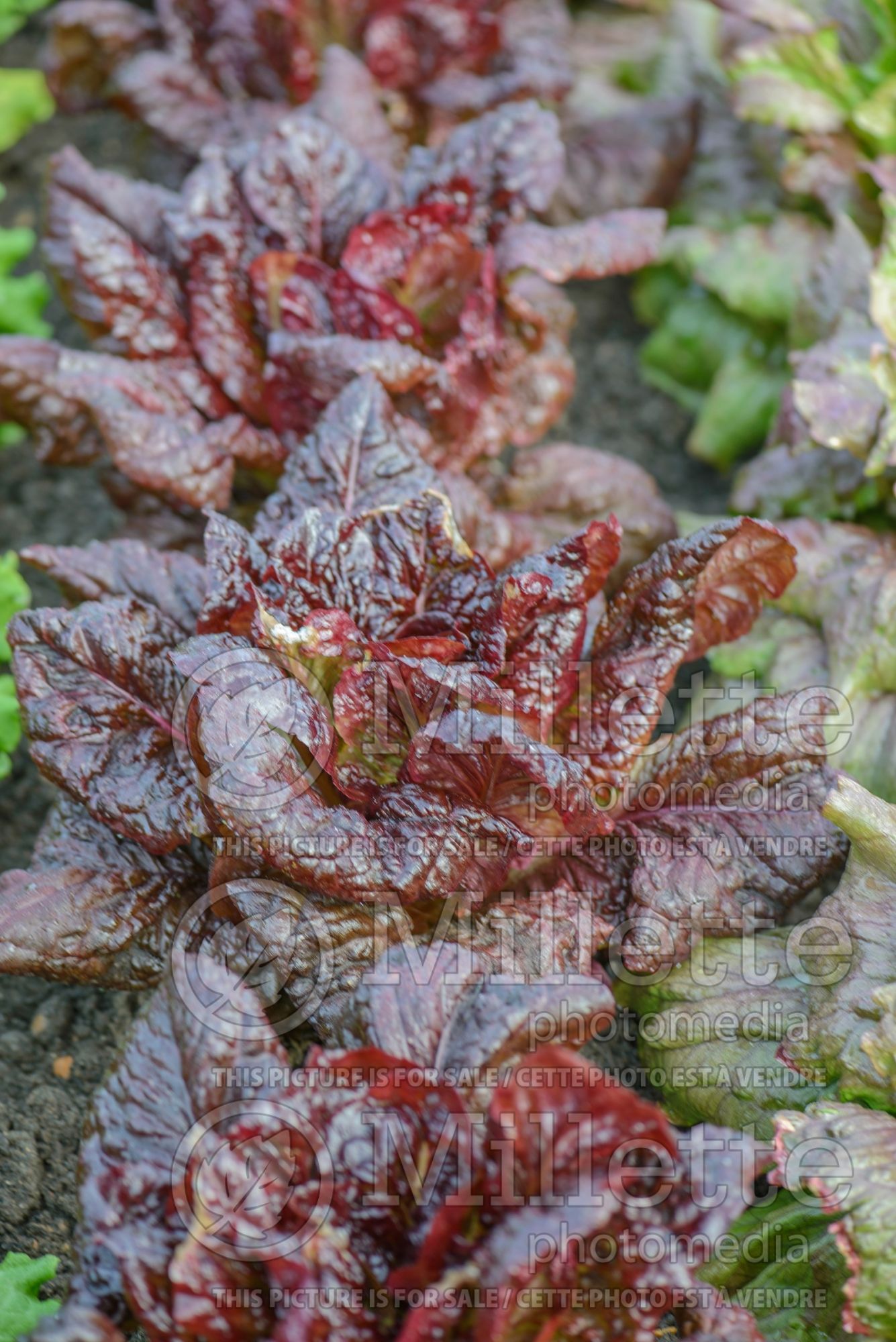 Lactuca Nymans (Italian lettuce vegetable) 2