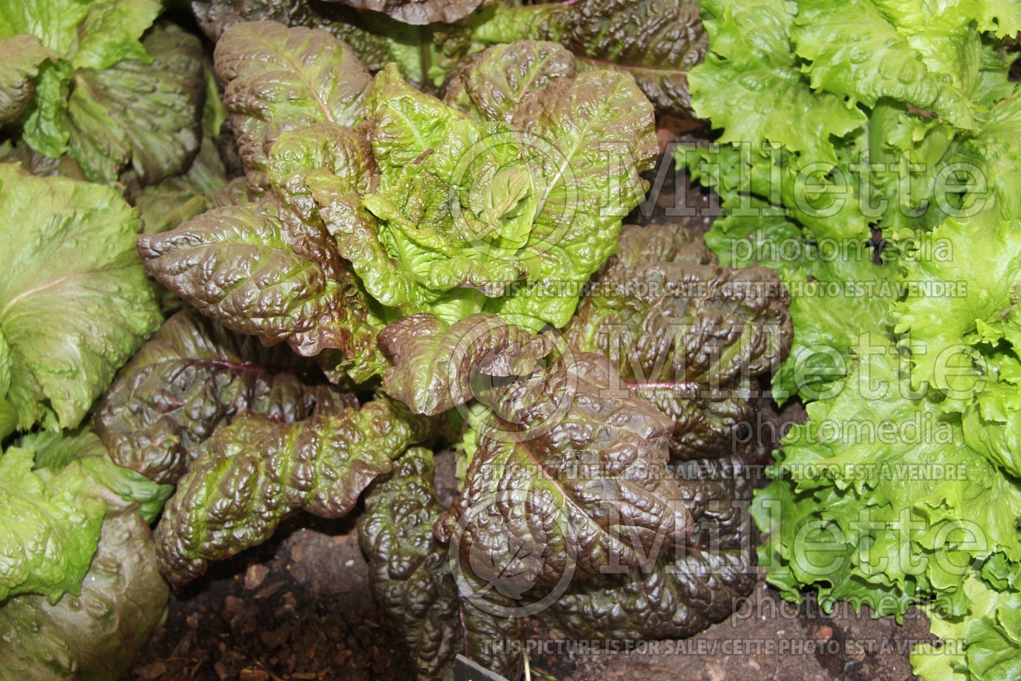 Lactuca Outredgeous (Lettuce vegetable) 1