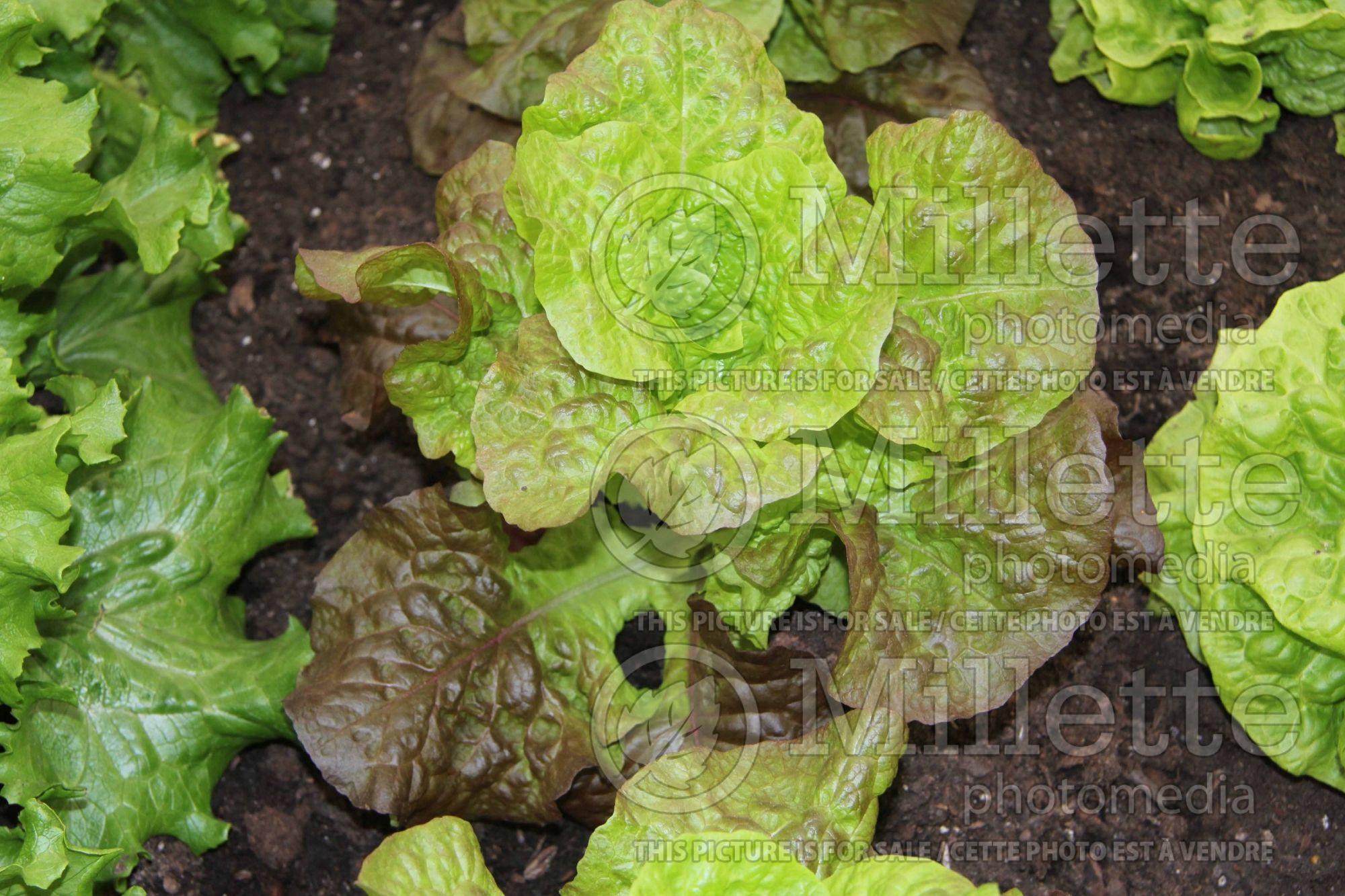 Lactuca Red Little Gem (Lettuce vegetable) 1