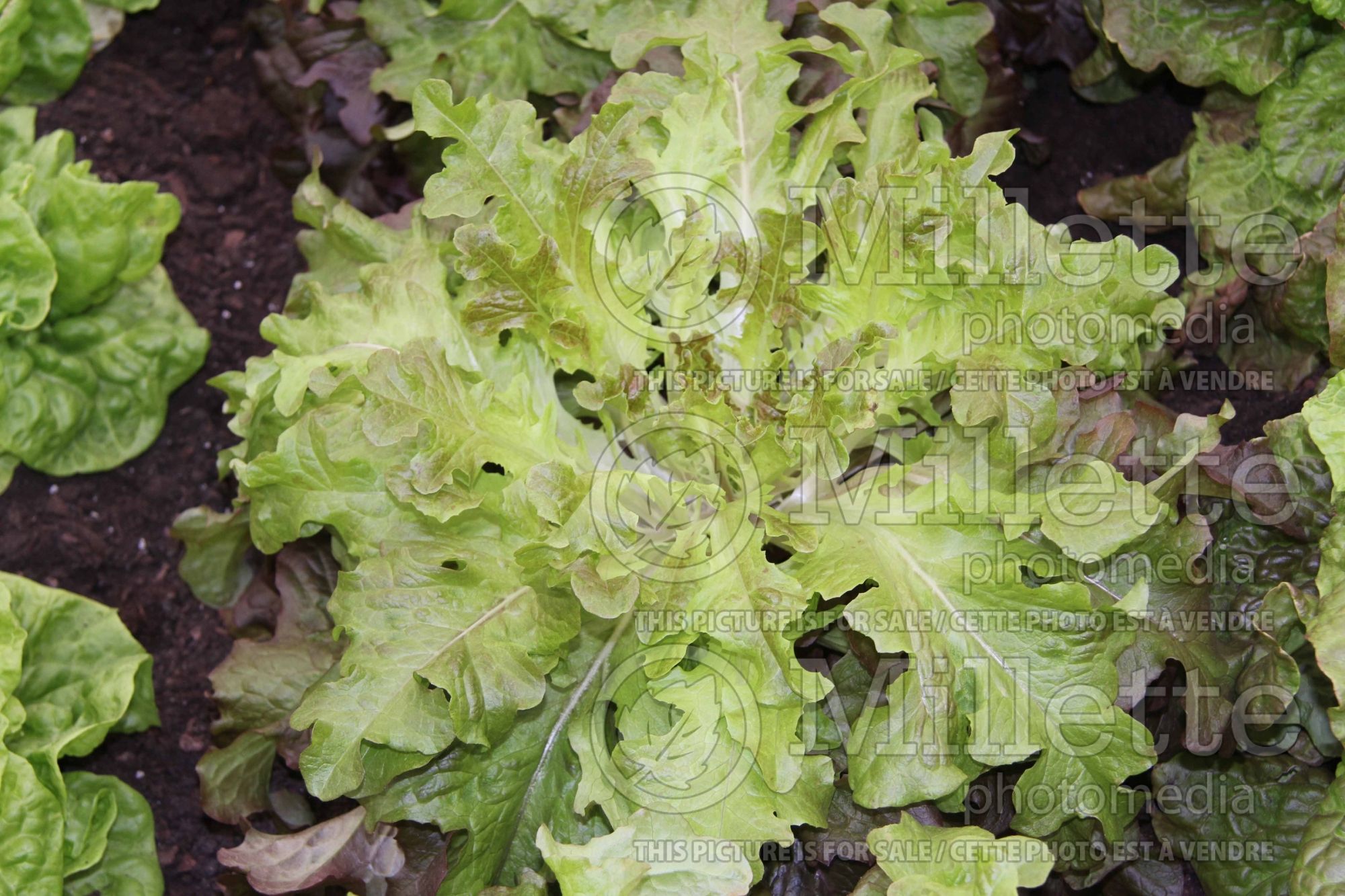 Lactuca Red Salad Bowl (Lettuce vegetable) 3