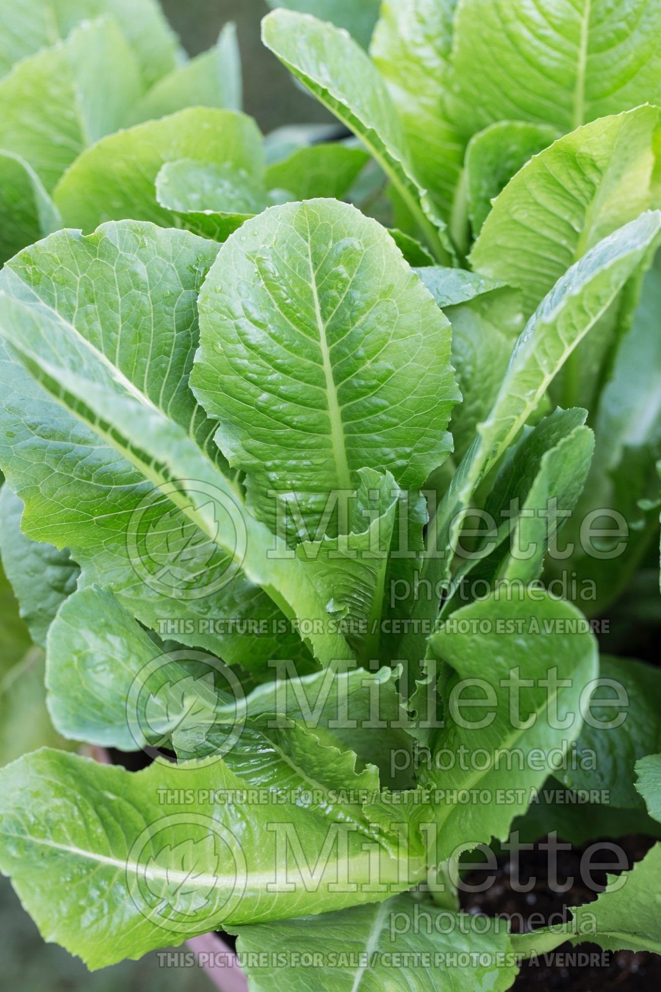 Lactuca Ridgeline (Lettuce vegetable) 1