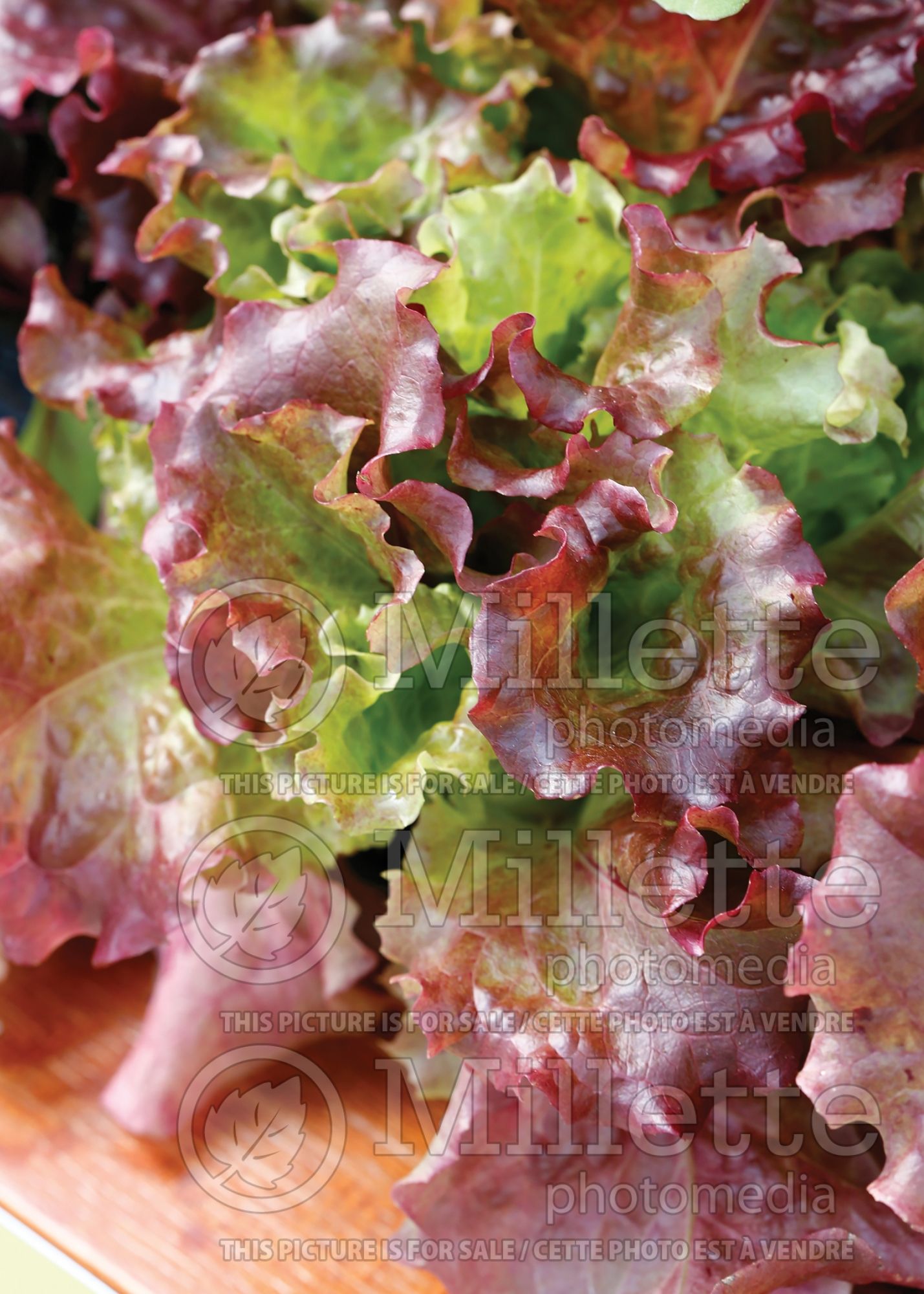 Lactuca Vulcan (lettuce vegetable) 1