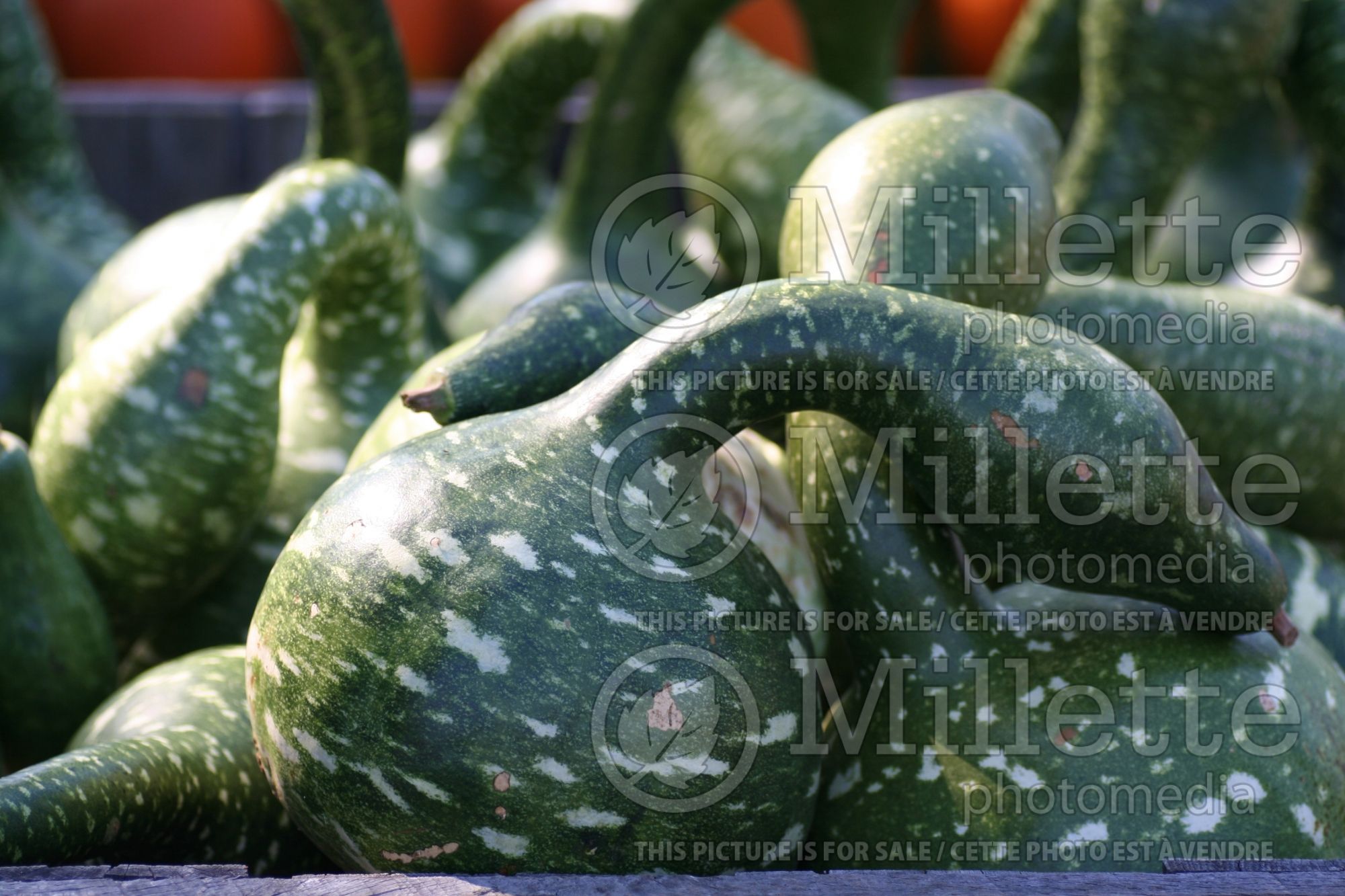 Lagenaria Speckled Swan (gourds, Dinosaur Gourd) 1