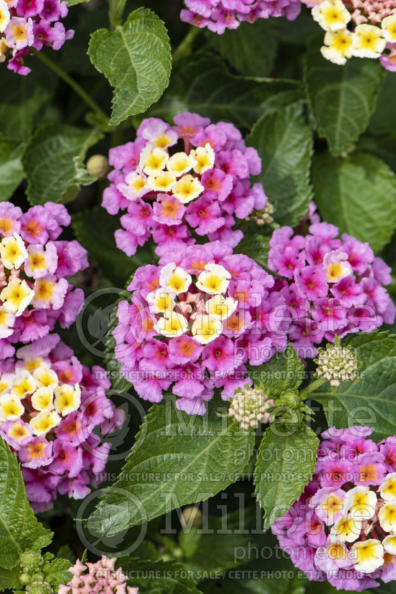 Lantana Bandana Pink (Lantana) 1