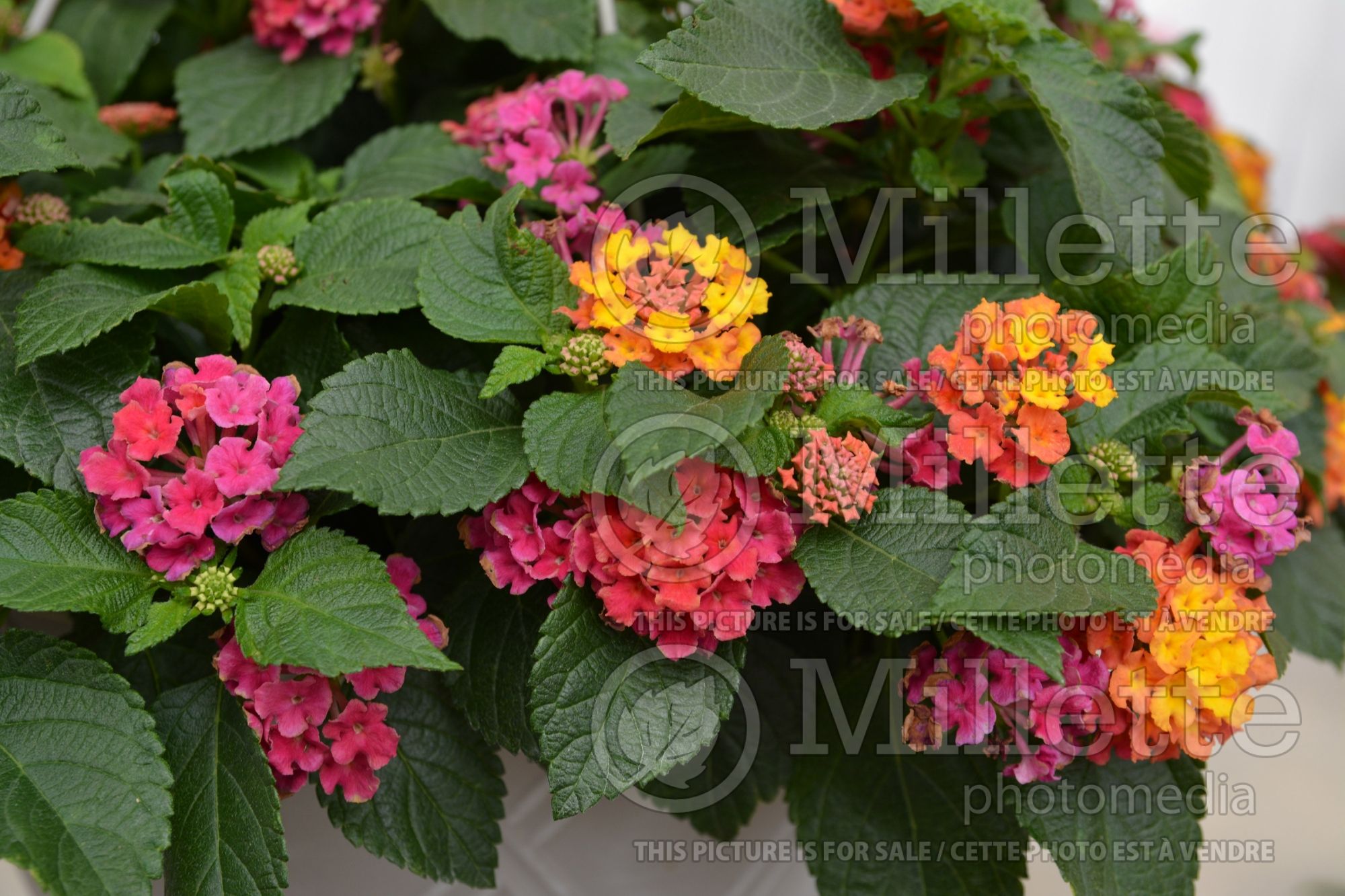 Lantana Bloomify Rose (Lantana) 1