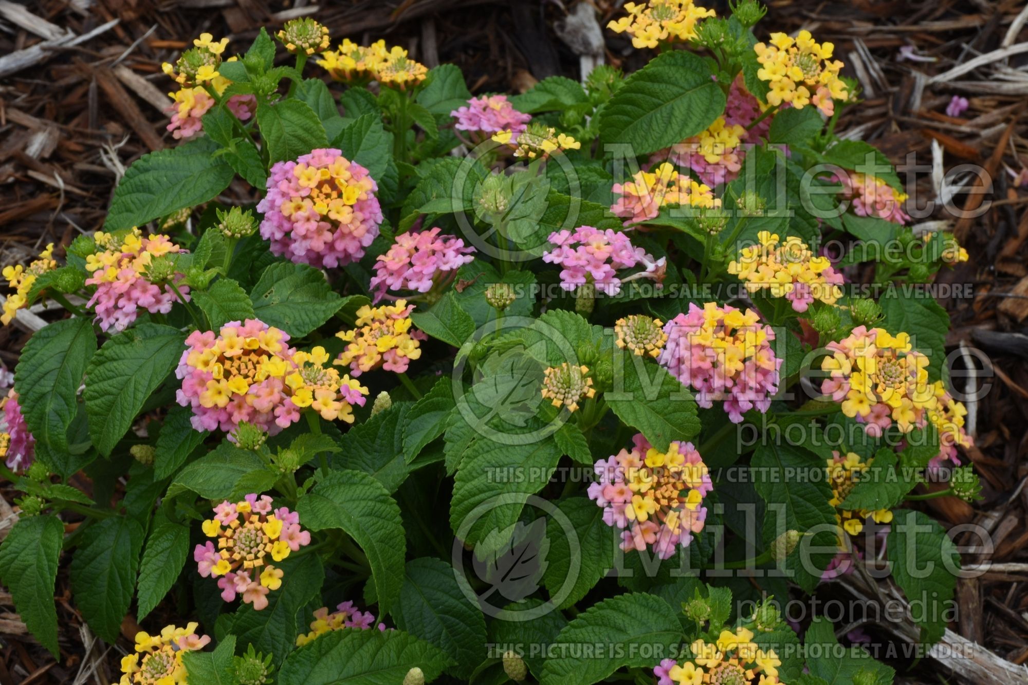 Lantana Little Lucky Pink (Lantana) 1