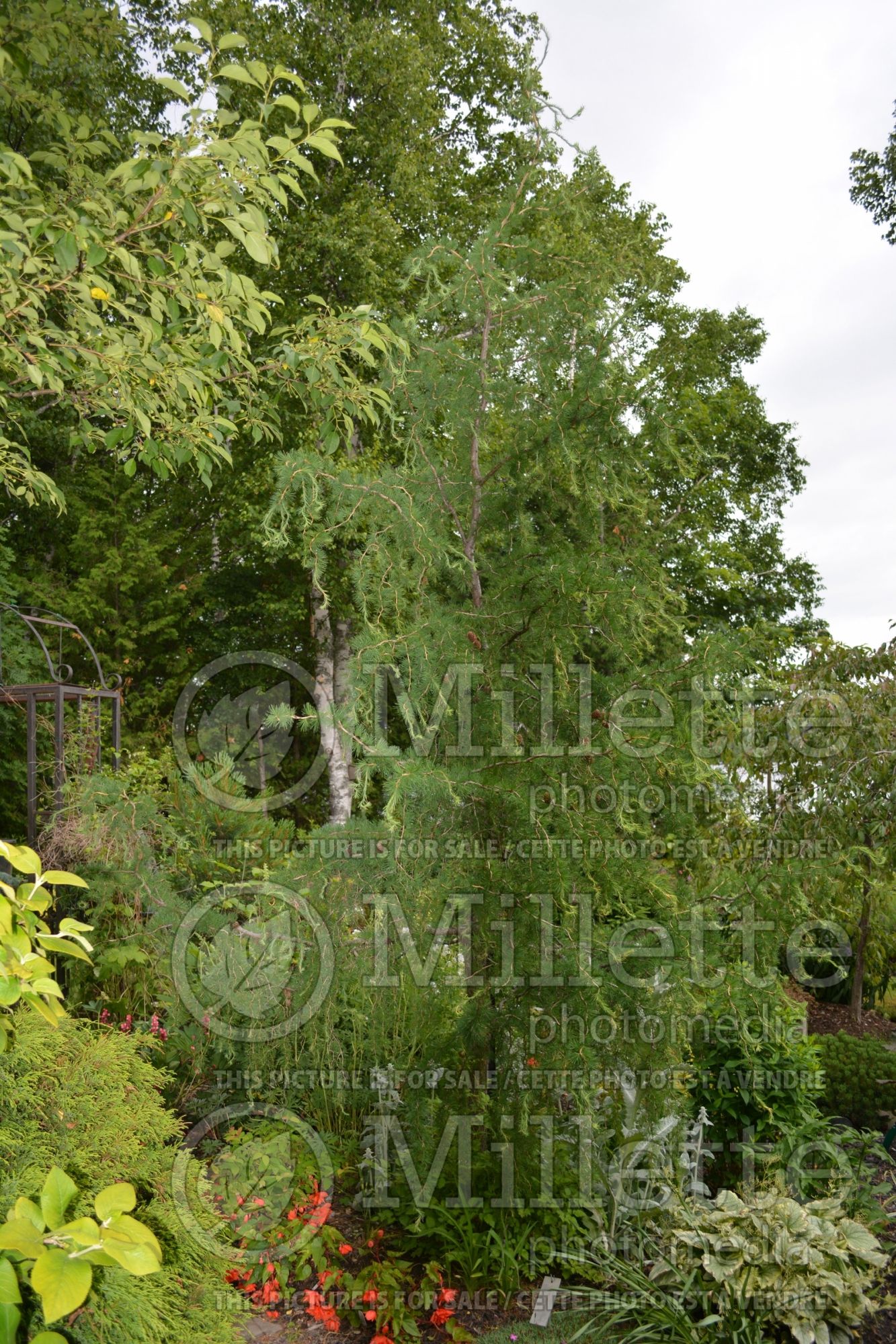 Larix Horstmann's Recurva (Larch conifer) 2