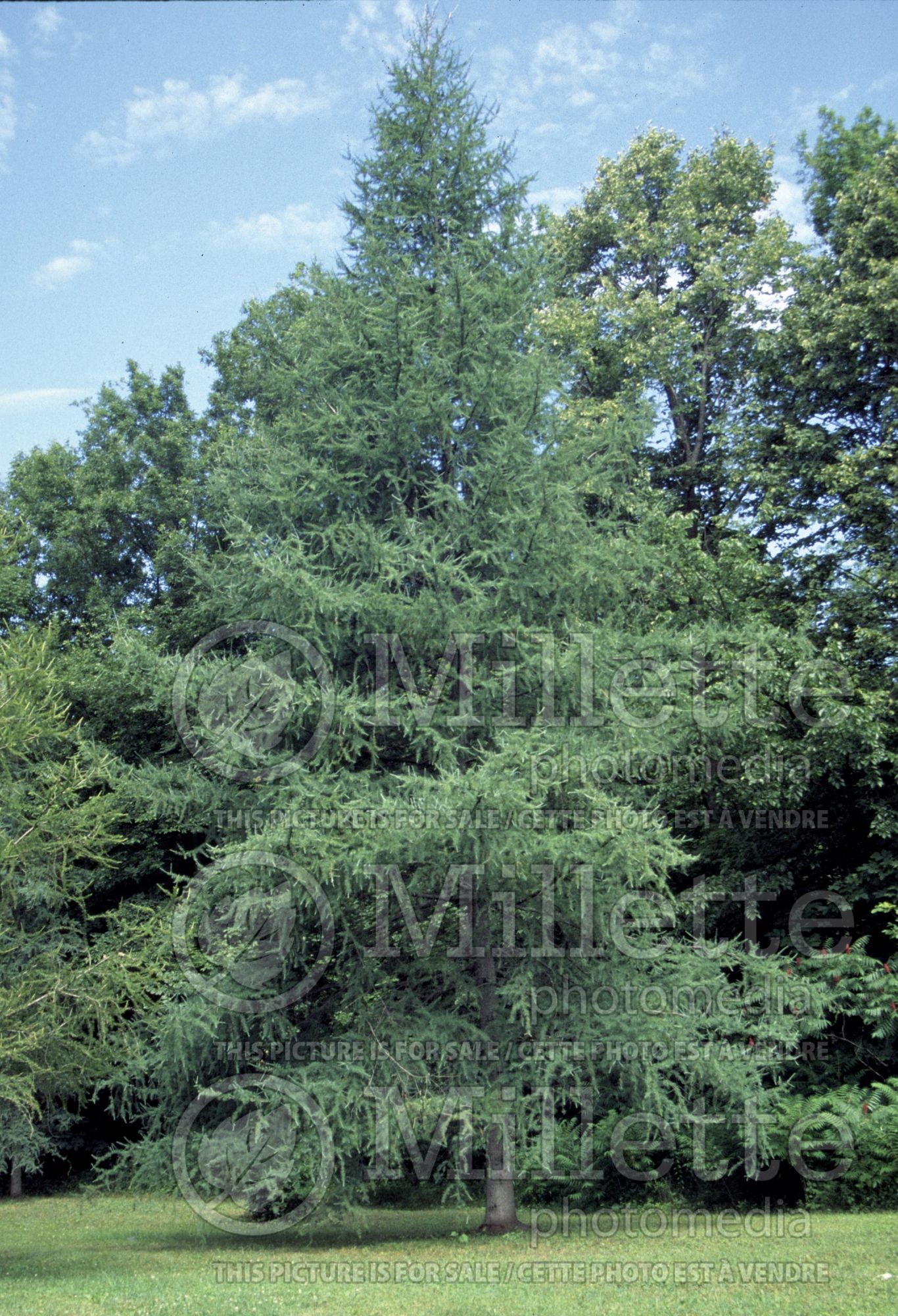 Larix laricina (Larch conifer) 13
